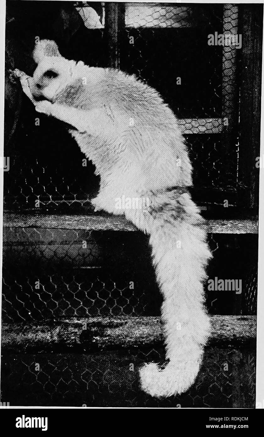 Mammiferes D Autres Terres Les Mammiferes La Tribu De Chat 57 Photo Par A S Rudland Amp Fils Le Ivild Kaffir Commun Cat D Afrique Du Sud Les Chats Domestiques