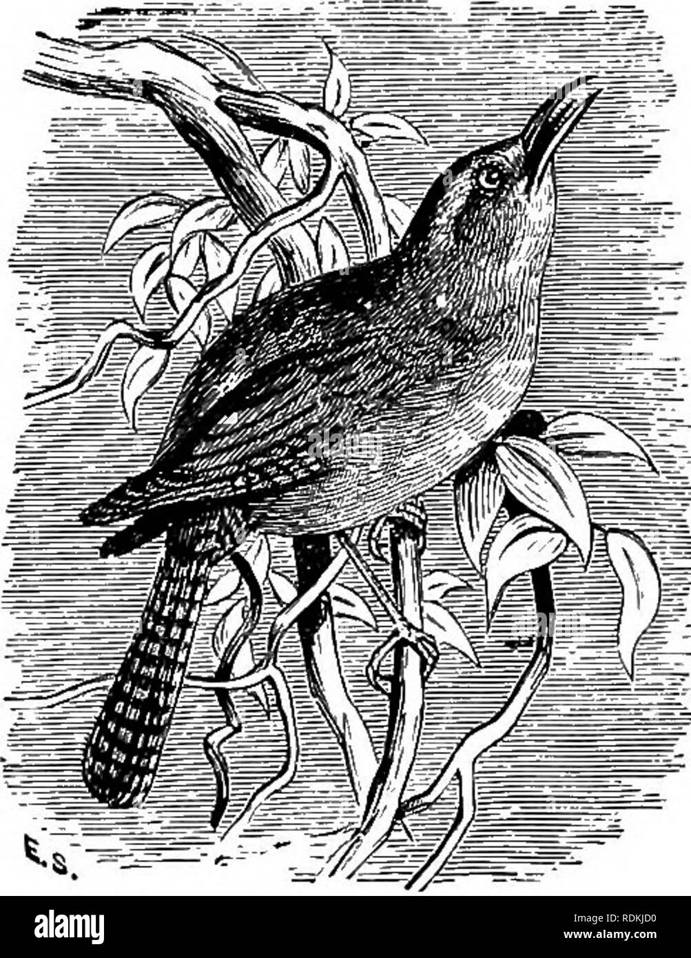 . Les oiseaux de l'Illinois et du Wisconsin. Les oiseaux ; les oiseaux. Couronne, le dos et le croupion, olive terne, ou d'olive brunâtre ; parties inférieures, Buffy, ou grisâtre, striées de brun sur la gorge et sur les côtés ; queue extérieure feather, majoritairement blancs, y compris le vexille externe ; beaucoup moins blanche sur un deuxième doigt postérieur ; plumes nail, généralement aussi longtemps que la toe. Anthus rubescens. Pipit d'Amérique. Titlark. Voir n° 338. TROGLODYTID^ la famille. Les roitelets. Petit, simple d'oiseaux colorés ; première primaire, moins des deux tiers tant que troisième des rectrices externes ; décidément, plus courtes que celles du milieu, varient d'un huitième d'un demi-pouce plus courte ou plus i Banque D'Images