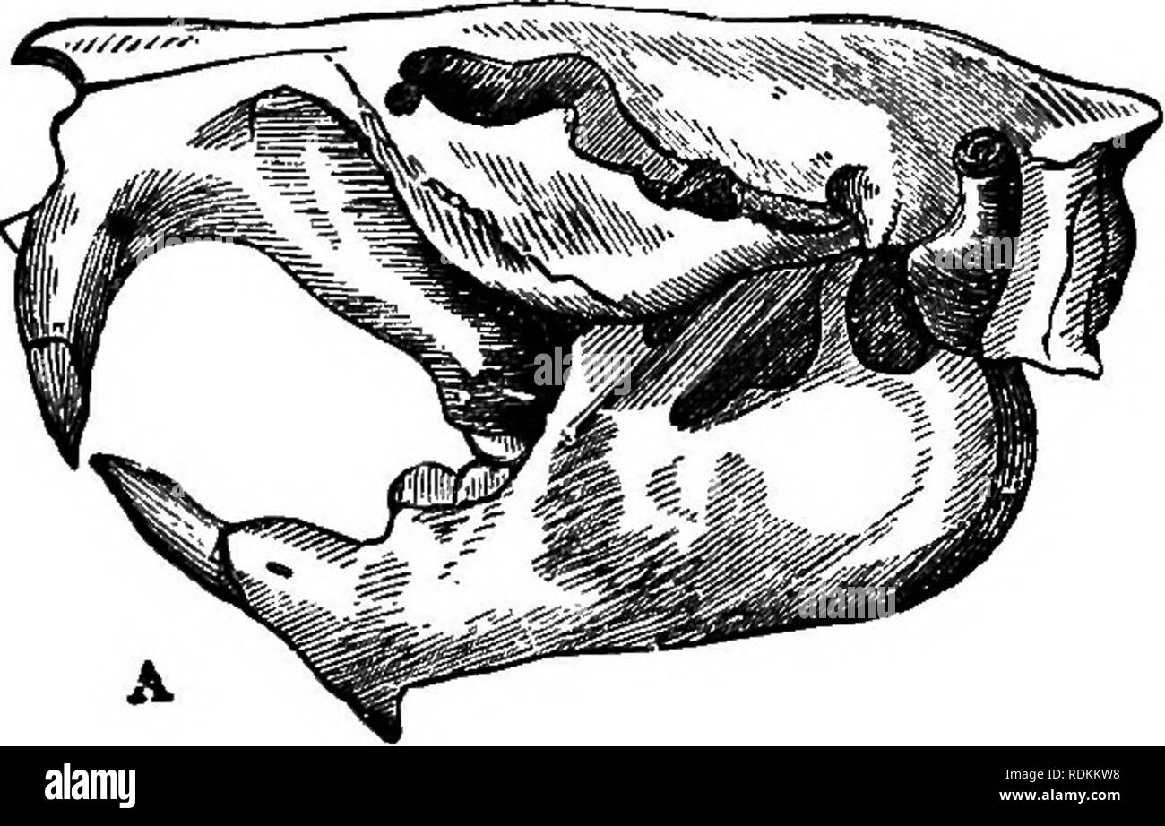 . Un manuel de zoologie à l'usage des étudiants : avec une introduction générale sur les principes de la zoologie . Zoologie. Des rongeurs. 5S7 Règlement de la mâchoire inférieure, du condyle est placé longi- tudinally et non transversalement, de manière à ce que la mâchoire coulisse d'avant en arrière. Les molaires, par conséquent, d'une télévision couronnes, les surfaces émaillées sont toujours disposés en crêtes transversales, en opposition à la mouvement antéro-postérieur de la mâchoire. L'intestin est très longue, et le cæcum volumineux. cf - - Fig. 228.-A, le crâne du castor ([après Owen). B, Schéma de la dent incisive d'un Rode Banque D'Images