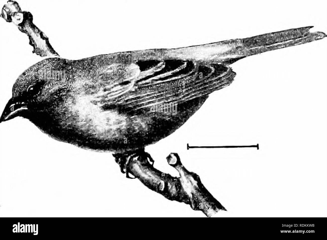 . Les oiseaux de l'United States est des Rocheuses ; un manuel pour l'identification des espèces dans la main ou dans la forêt. Les oiseaux. FAM. XIII. Les pinsons, moineaux, ETC. 139 principalement lores noires. La femelle est gris-brun au-dessus et crémeux-buif ci-dessous, parfois avec un bleu terne sur la tête et la queue, la queue et les ailes sont brun-noirâtre, avec les tectrices des tipped de buff-rougeâtre. C'est un quartier calme, sa retraite de l'oiseau, les fourrés et les mauvaises herbes, de prairies et clairières anciennes. La guerre- notes de sa chanson bling sont dit d'être très belle, bien que faible. Longueur, 7 aile ;, ?,l (3'-3|) ; la queue, 2| ; tarse | ; d'anthracite Banque D'Images