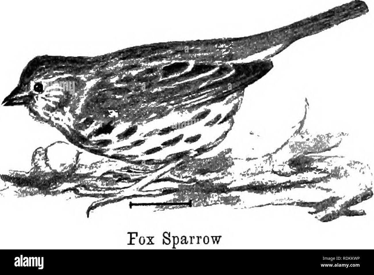 . Les oiseaux de l'United States est des Rocheuses ; un manuel pour l'identification des espèces dans la main ou dans la forêt. Les oiseaux. K'-^ ? % Bruant des marais 41. Fox Sparrow (685. Fauve Passerella illaca).-Une grande chouette- breasted, Rusty-red sparrow, avec beaucoup de châtaigniers lumineux sur les ailes, la queue, et les joues. Le milieu du ventre est blanc des souillures. À l'automne et au début du printemps, pendant les migrations, cet oiseau est trouvé parmi les arbustes dans les troupeaux, et dans ces moments, mais plus particulièrement au printemps, il montre de plus que l'habituelle pouvoir du chant des moineaux. Longueur, 7, aile, MJ (3^-3|) ; la queue, 2| ; tarse, 1 ; oulm Banque D'Images