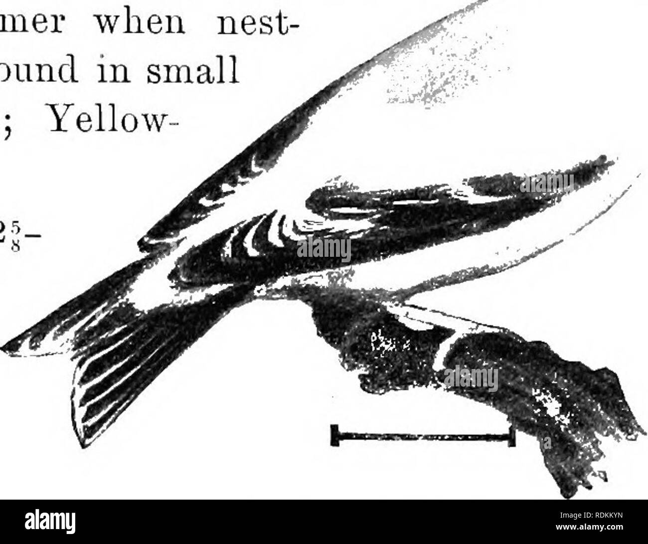 . Les oiseaux de l'United States est des Rocheuses ; un manuel pour l'identification des espèces dans la main ou dans la forêt. Les oiseaux. FAlf. XIII. Les roselins, SPABJiOWS, etc. 119. AmericaE Qoldfincb vole dans l'air par ondes - voie, chantant par-chic-o-ree sur les pentes vers le bas de l'adoption. La femme toute l'année, et l'homme en hiver, n'ont qu'- lavage jaune sur un corps brunâtre ; le bouchon noir est y^tK aussi défaut ; la queue est une entaille profonde.^^t y sauf au début de l'été quand nest- ing, ces oiseaux se trouvent en petites troupes. (Chardon-bird ; Jaune- oiseau.) longueur, 5 ; aile, 2| 2|(25) Banque D'Images