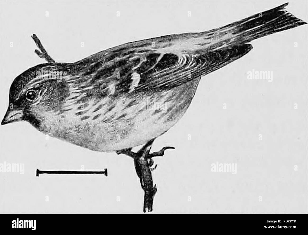 . Les oiseaux de l'United States est des Rocheuses ; un manuel pour l'identification des espèces dans la main ou dans la forêt. Les oiseaux. 118 ET CLÉ DESCRIPTION longueur, 6, aile ; o ; queue, 2 ; du culmen, |. Le nord de l'Amérique du Nord ; de reproduction vers le nord, le nord de la Nouvelle-Angleterre et d'hivernage dans le sud des États-Unis à Washington. 6. Le Sizerin blanchâtre (527°. Acdnthis lionieindnnii exilipes). - Un oiseau semblable à l'autre, mais qui diffèrent par la croupe ayant presque blanc (blanc rosé dans l'homme), sans veines, les plumes du dos et ailes avec bords blanchâtres, et le ventre blanc sans stries. Longueur Banque D'Images