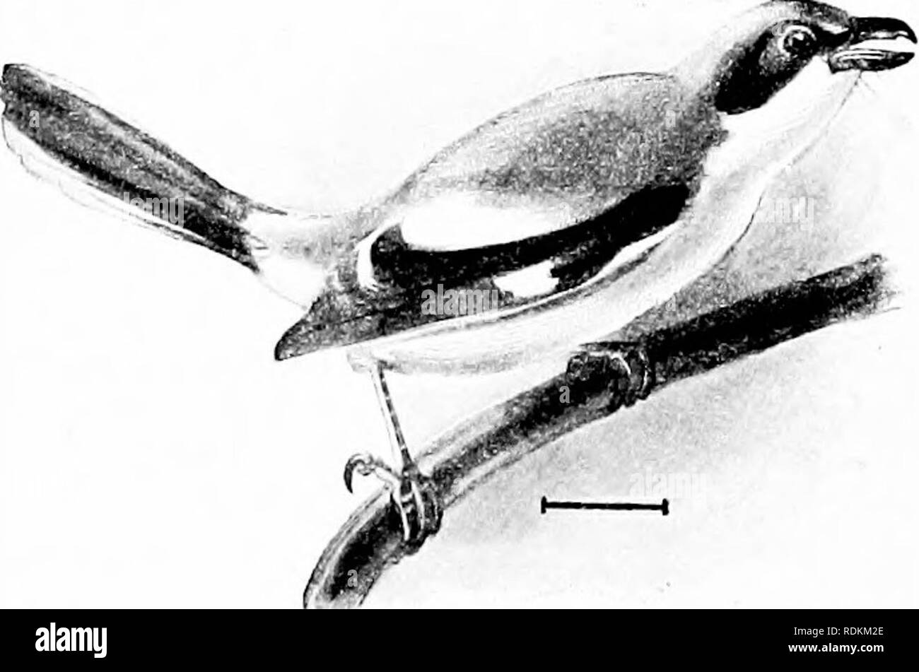 . Les oiseaux de l'United States est des Rocheuses ; un manuel pour l'identification des espèces dans la main ou dans la forêt. Les oiseaux. Noitliem migratrice. Longueur, 9 ; wing, 3y (3|-4) ; la queue, 4 ; 1 ;, tarse, ^ du culmen. United States, depuis les plaines, vers l'Est et du nord au nord de la Nouvelle-Angleterre ; à partir de la reproduction des États du Golfe du nord au sud de l'Loggeriiead Suiike New Jersey et les Grands Lacs. La Pie-grièche à croupion blanc (022". /.. I. exnibitorides), une variété trouvée sur les plaines de la région du Pacifique, a, comme son nom l'indique, la partie supérieure-caudales plus ou moins nettement blanchâtre.. Veuillez noter que ces im Banque D'Images