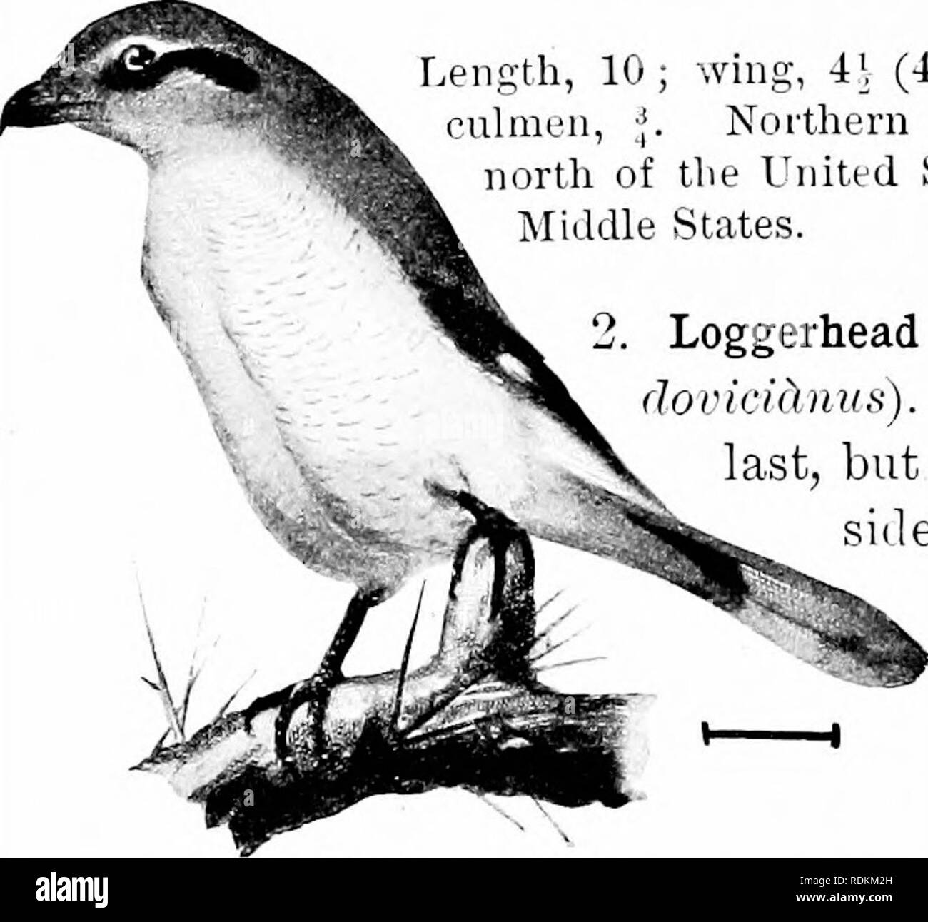. Les oiseaux de l'United States est des Rocheuses ; un manuel pour l'identification des espèces dans la main ou dans la forêt. Les oiseaux. 102 vers le haut et tournez la clé description et des perches à l'extérieur des branches de l'arbre ou de buisson. Il peut se distinguer par la terreur qu'il provoque chez les petits oiseaux dans les environs. (Boucherie-oiseau.) longueur, 10 ; Wing, i] (4|4|) ; la queue, 4| ; tarse, 1 culiuun ;, : ;. Reproduction du nord de l'Amérique du Nord ; au nord des États-Unis, et l'hiver dans la Middle States. 2. Pie-grièche migratrice (622. (Loriri Ldmius lu-())tiis). - Un oiseau semblable à la dernière, mais avec plus de noir sur le si Banque D'Images