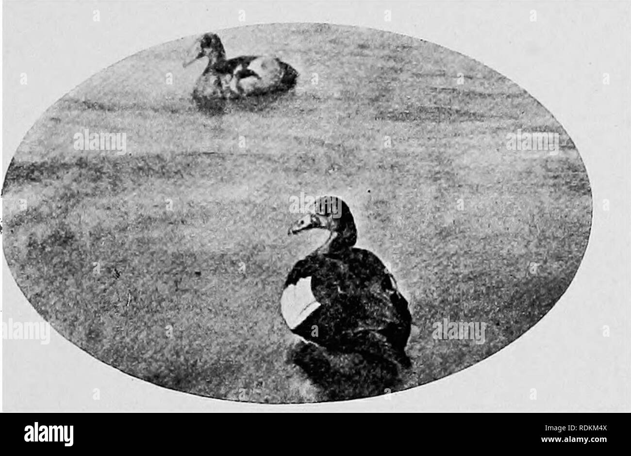 . Dessins d'oiseaux d'Afrique du Sud. Les oiseaux. Les oies et canards 245 Il faut beaucoup de, d'être extrêmement difficile dans le stade adulte. Les oeufs sont blanc brillant et près de 3 pouces de longueur. Le {Oie naine Nettapus auritus) est, comme son nom l'indique, le trivial très petit membre de la tribu d'oie. C'est dark metallic-vert, brun, noir et blanc en colora- tion, et est tout à fait un joli petit oiseau. Longueur, seulement 1 pied. C'est rencontré le long de la côte et sur certaines des grandes rivières, et nous avons acheté à Port Elizabeth. L'ouette d'{cegyftiacus Chenalopex), appelé par le Bo Banque D'Images