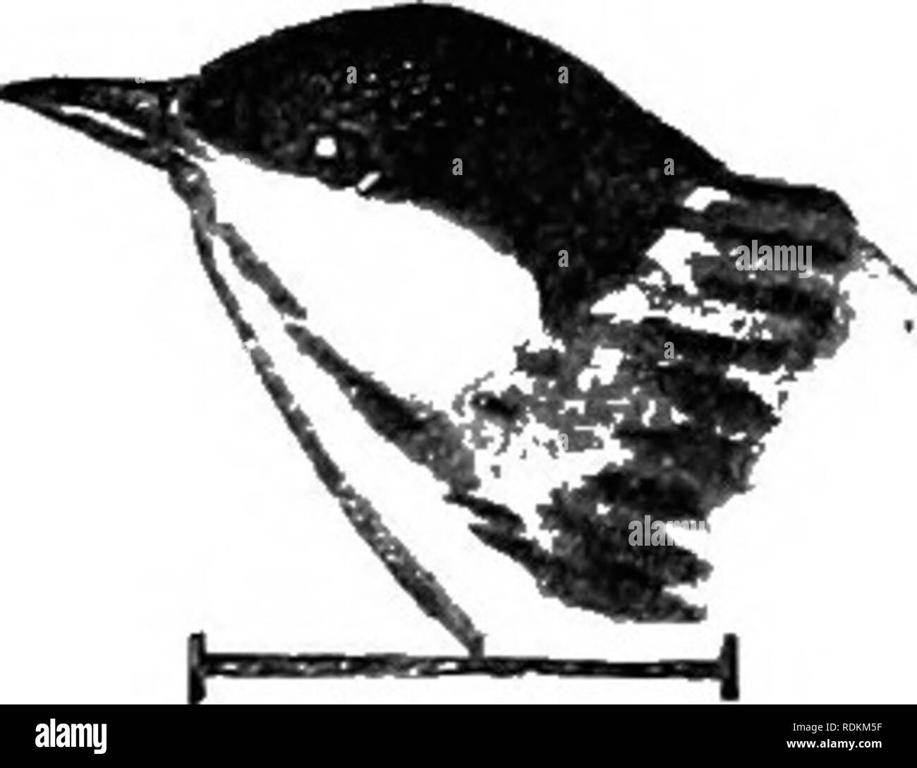 . Les oiseaux de l'United States est des Rocheuses ; un manuel pour l'identification des espèces dans la main ou dans la forêt. Les oiseaux. 86 DESCRIPTION ET strié. Le jeune est encore moins de rayures que la femelle, a gi'eenish-jaune sur la teinture en vertu des parties, et presque pas de marquages. Il est constaté dans les vergers, jardins, et d'ouvrir, en particulier les bois de conifères. Longueur, 5j, 2J AILE ; queue ;, 2|, |, culmen. Amérique du nord des Montagnes Rocheuses vers l'élevage ; à partir de la Nouvelle-Angleterre vers le nord, et l'hivernage des soutli jusqu'au nord de l'Amérique du Sud.. Paruline noir-poll. Veuillez noter que ces images ar Banque D'Images