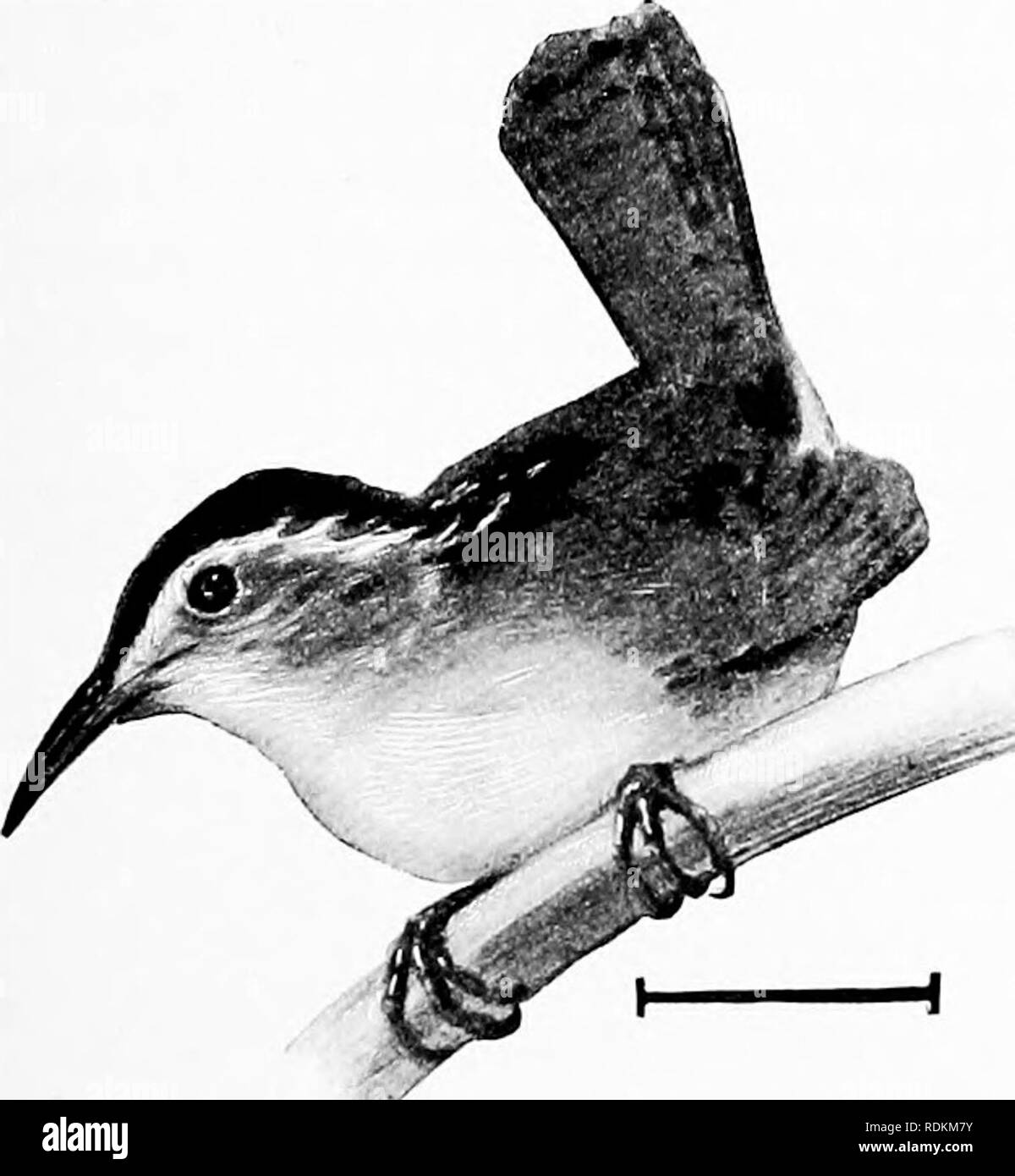. Les oiseaux de l'United States est des Rocheuses ; un manuel pour l'identification des espèces dans la main ou dans la forêt. Les oiseaux. Le Troglodyte des marais municipalités, il n'a donne son petit quip-quap notes d'appel. Il vit dans les bois, et peuvent être trouvés parmi les plus faibles croissances, et sur et sous de vieux journaux et des souches. Ses manières calmes et des couleurs sombres rendent difficile d'être vu. Longueur, 4 ; Wing, IJ (l|-2) ; queue, IJ, tarse, f, f, du culmen. L'Est de l'Amérique du Nord ; la reproduction du nord des États-Unis vers le nord (dans l'Alleghanies à partir de la Caroline du Nord), et l'hivernage de New York et Illinoi Banque D'Images