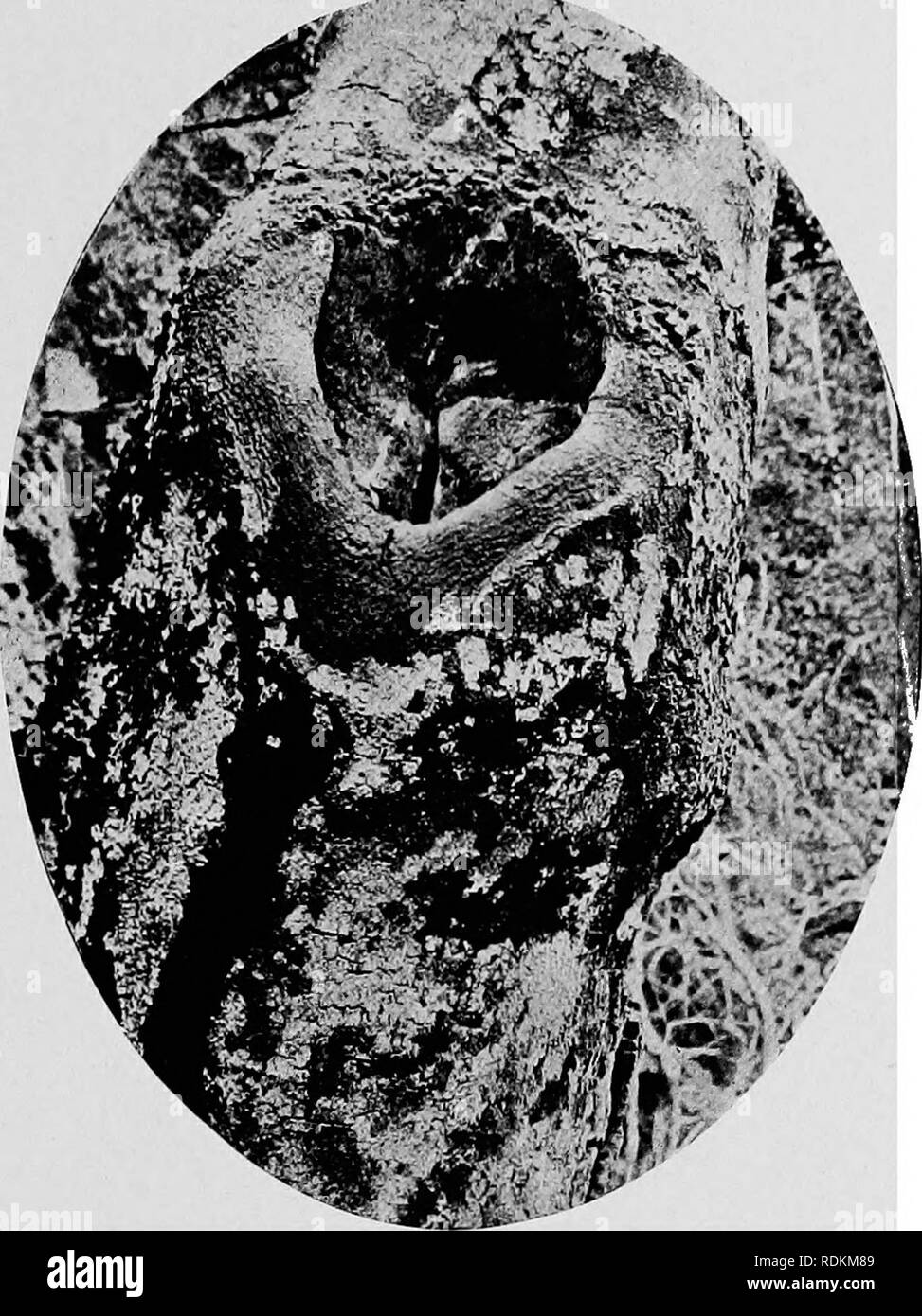 . Dessins d'oiseaux d'Afrique du Sud. Les oiseaux. Projets de corne 181 blanc ; la gorge, poitrine et côtés de corps gris foncé, et reste des parties inférieures blanc. Le projet de loi et casque rouge avec une bande jaune à la base. Longueur, 21 à 23 pouces.. Fig. 97.-nid de calao couronné. (Pour montrer le plâtrage d'entrée privée, avec fente gauche à travers laquelle pour nourrir les femmes emprisonnées.) Le plus connu du pays » » espèce est l'eed-billed Hornbill (L.) eryihrorynchus, qui a une tête gris et brun foncé au-dessus, avec la plumes des ailes tachetées de blanc et les parties inférieures blanches. Il peut facilement être distinguées. Banque D'Images