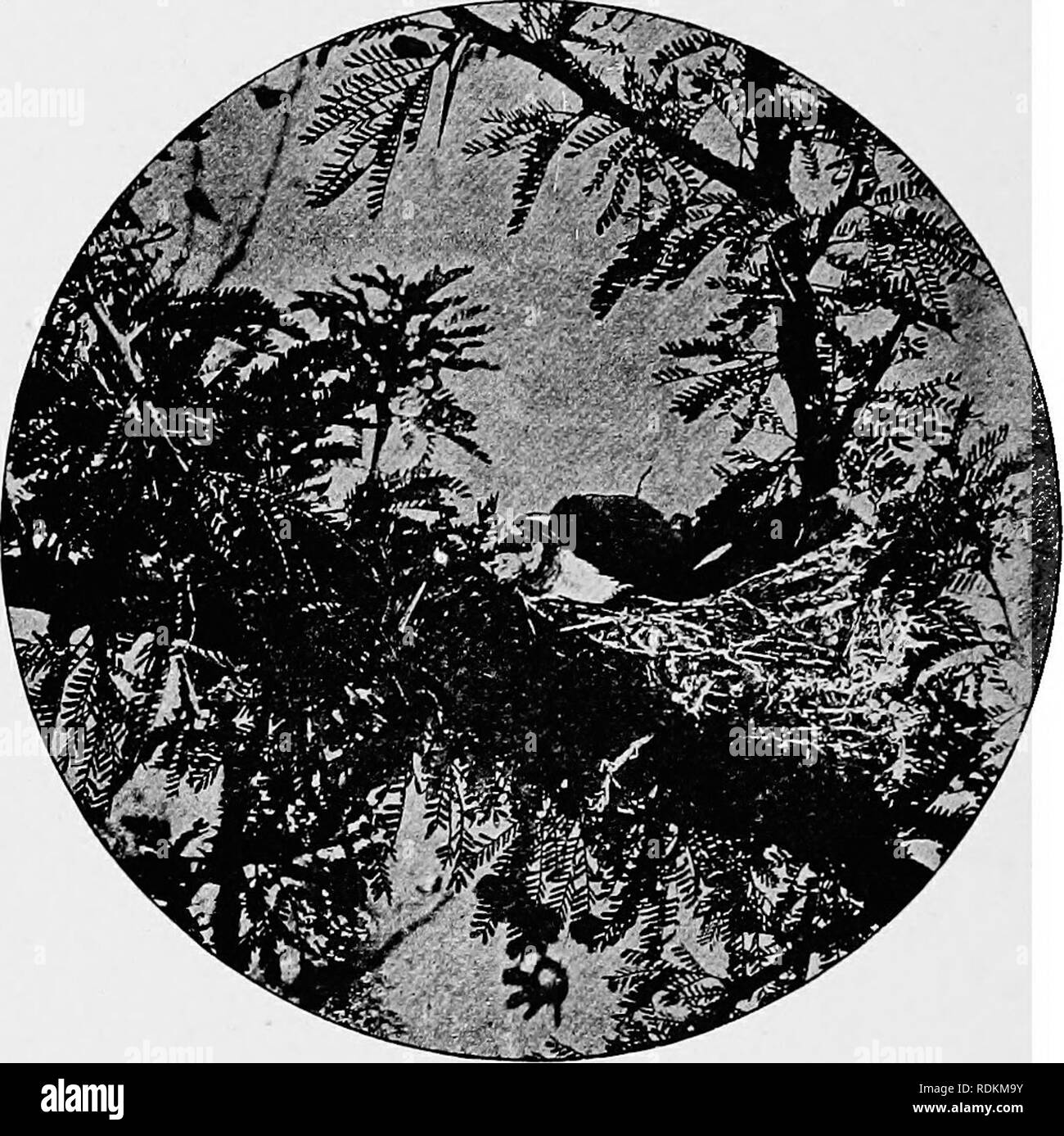 Dessins Doiseaux Dafrique Du Sud Les Oiseaux 160