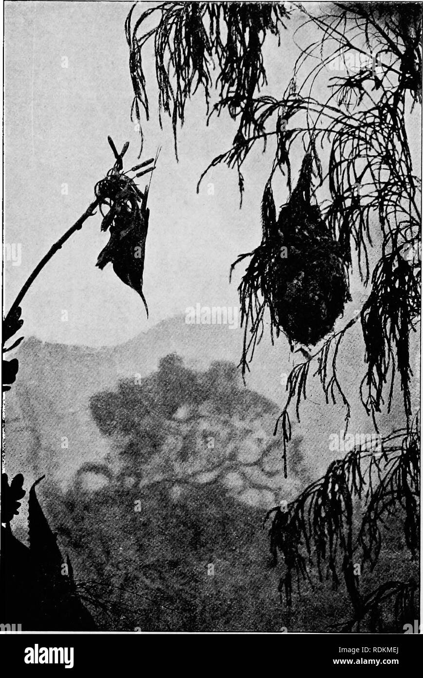 . Dessins d'oiseaux d'Afrique du Sud. Les oiseaux. SUNBIRDS 125. Fig. 65.-Souimanga Malachite au nid.. Veuillez noter que ces images sont extraites de la page numérisée des images qui peuvent avoir été retouchées numériquement pour plus de lisibilité - coloration et l'aspect de ces illustrations ne peut pas parfaitement ressembler à l'œuvre originale.. Haagner, Alwin Karl, 1880- ; le lierre, Robert Henry. Cape Town, T. M. Miller Banque D'Images