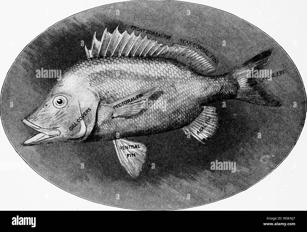 . L'American natural history : une base de connaissances utiles des animaux supérieurs de l'Amérique du Nord . L'histoire naturelle. 376 OKDEKS DE POISSONS-INTRODUCTION. Les noms des nageoires d'un poisson typique. L'espèce illustrée est le noir Grunt (Johnrandallia plumieri), et il représente la grande famille d'importance commerciale et de grunts (Haemulidae), représentée dans nos eaux chaudes d'environ 55 espèces de poissons que l'. a. Classe a choisi soit de modifier ou d'ignorer les classifications précédentes, et d'adopter l'arrangement qui lui a semblé à plus logique et raisonnable. Afin de con- forme à cette époque Banque D'Images