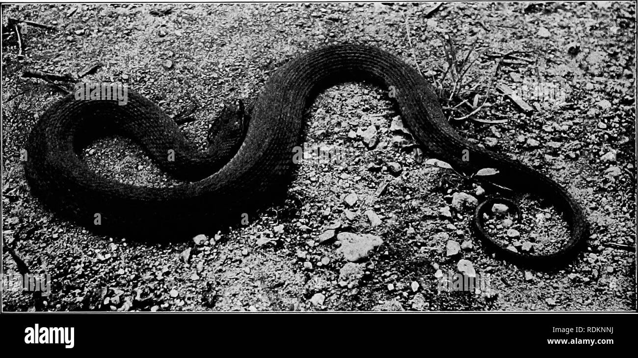 . L'American natural history : une base de connaissances utiles des animaux supérieurs de l'Amérique du Nord . L'histoire naturelle. OKDEKS 340 espèces de reptiles-serpents ont été évolué, qui n'ont pas d'intérêt en- quel que soit de l'ensemble des élèves. Le Red-Bellied Water-Snake' est une variété très colorée de l'Water-Snake commun qui mérite une attention particulière. C'est la plus belle et beau représentant d'un groupe intéressant de serpents d'eau, comprenant environ 10 espèces, qui sont inoffensifs, mais très présent dans les petits cours d'eau et d'autres plans d'eau. Ils produisent leurs vous Banque D'Images