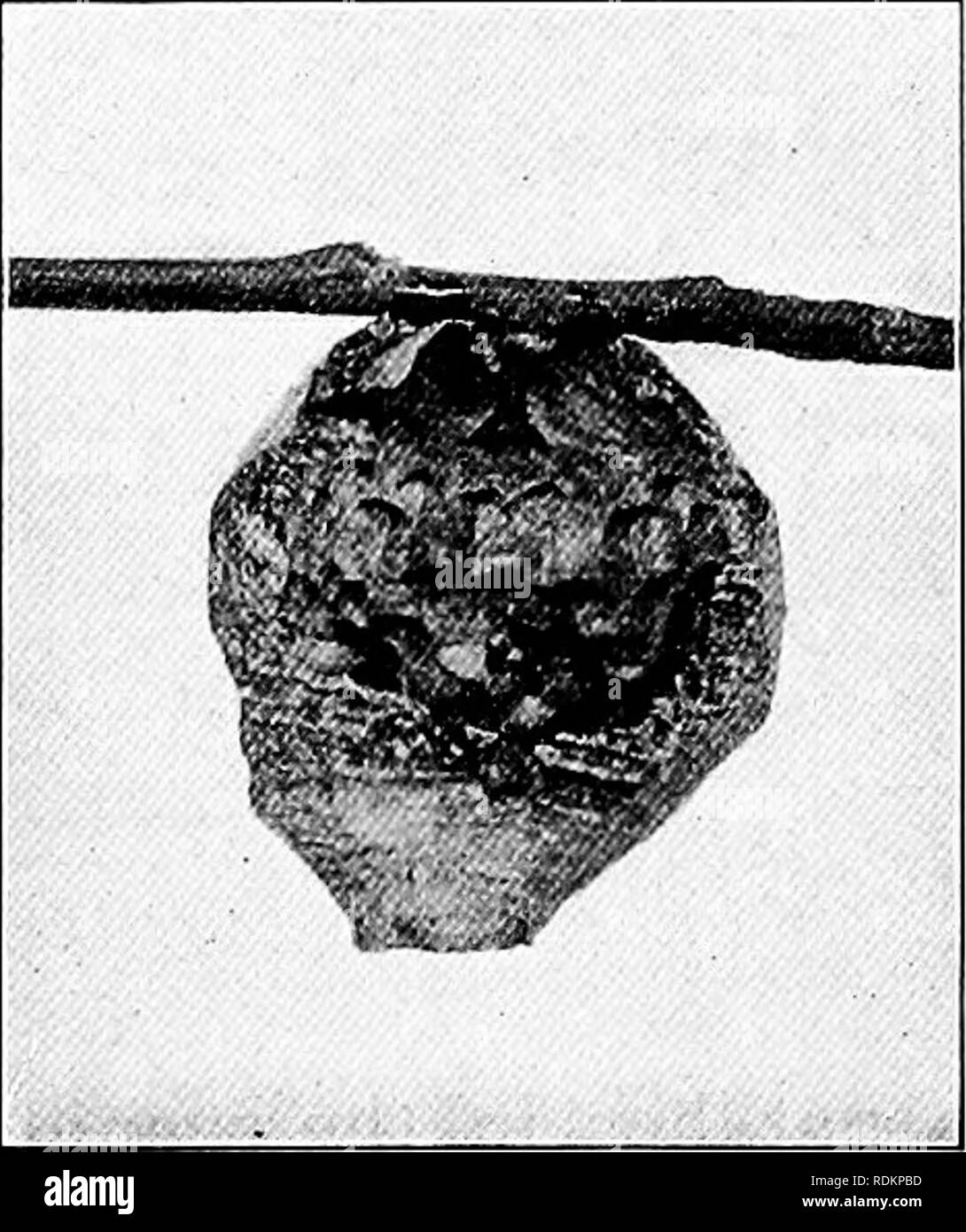 . L'étude de la nature et de la vie. L'étude de la nature. Les INSECTES UTILES 245 merveilleux. La première couvée est composé de travailleurs de petite taille, et, comme ces prendre jusqu'aux travaux de nidification et l'alimentation et l'éducation, les travailleurs sont plus produites. Enfin, au début de l'automne une génération d'hommes et de femmes est produite, et le Queens, mise en veille prolongée pour répéter l'histoire l'année suivante. La queens souvent ramper dans les greniers pour passer l'hiver, et quelques-uns sont parfois trouvés dans les vieux nids. Une reine qui pourraient être prises à l'automne ou tôt au printemps, et s'ils sont fournis avec la pâte à papier, le miel, et l'abondance des insectes, elle w Banque D'Images