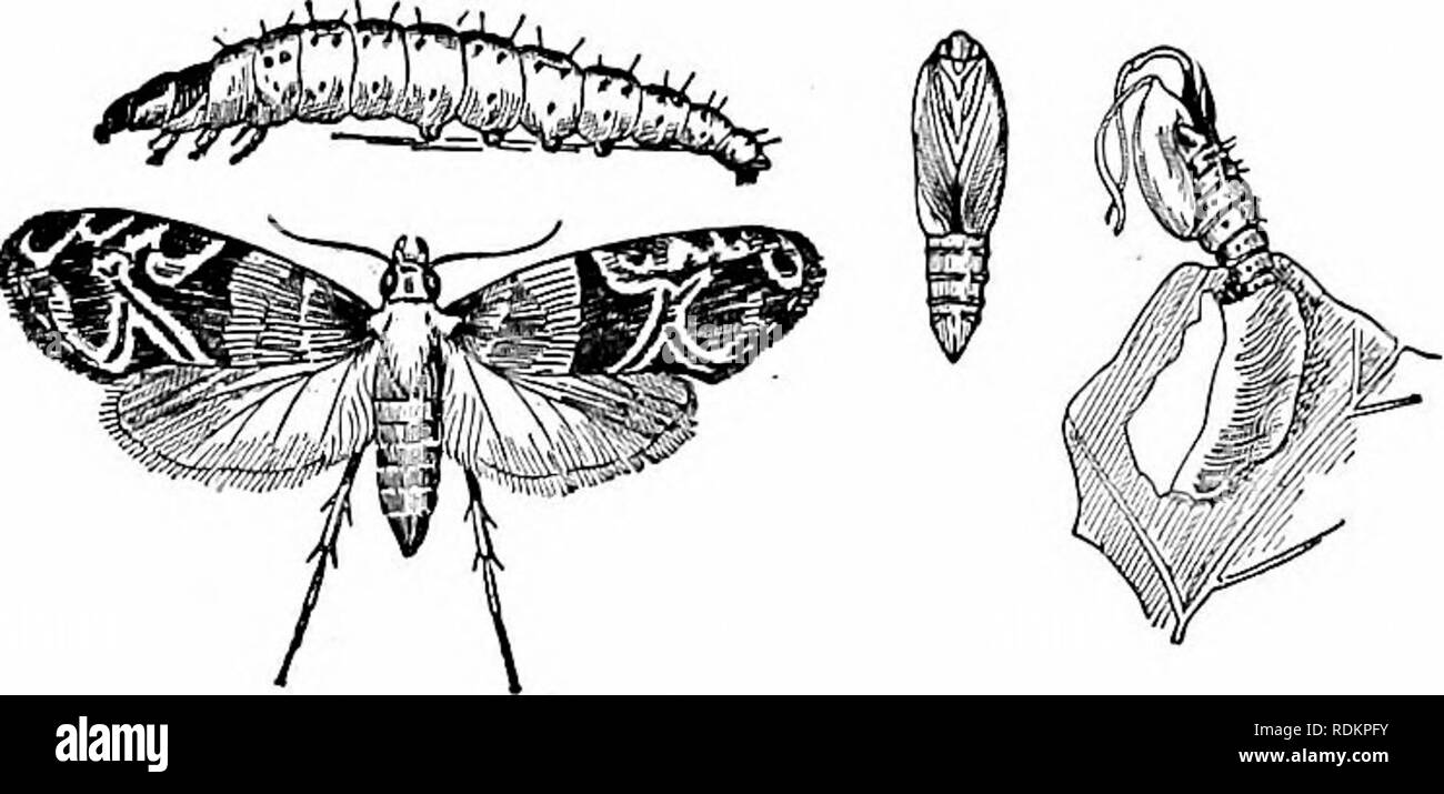 . L'étude de la nature et de la vie. L'étude de la nature. Les insectes de jardin 207 espèce et, s'ils sont négligés, ils peuvent détruire la totalité de la récolte d'une vigne tandis que l'ouverture des bourgeons sont en fleurs. Les vignes doivent être examinés tous les jours à cette saison et, après avoir obtenu des spécimens pour la collection de l'école, chaque larve doit être détruit. L'insecte de l'être couvés, une attention particulière au bon moment permettra d'éliminer le parasite. Le Grape-Leaf niaciilalis Desmia, Dossier. - C'est un autre ennemi commun du raisin et devraient être traités, comme la plume d'amphibien, par cueillette à la main alors que dans les premiers stades larvaires ; l'ostensiblement f Banque D'Images