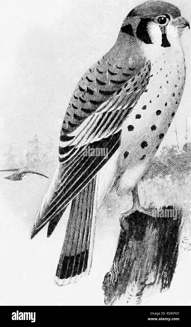 . L'American natural history : une base de connaissances utiles des animaux supérieurs de l'Amérique du Nord . L'histoire naturelle. SPAEROW LTAWK-et-CANARD HAWK 227 nombre de sauterelles qu'elle consomme en un an est énorme. Il n'agresse jamais les volailles, et lorsque les insectes sont procurables jamais tue une chanson- oiseau, mais il détruit un grand nombre de souris. Le Dr Fisher rapporte que des estomacs 320 ined-, 21,5 figurant des insectes ; 29, 89 ; les araignées, les souris ; 12, 53 ; d'autres mammifères, de petits oiseaux ; 1-jeu, d'oiseaux et 29 étaient vides. Beaucoup d'estomacs contenaient de 10 à 35 les sauterelles chacune, et d'autres insectes, de 25 à 40 Banque D'Images