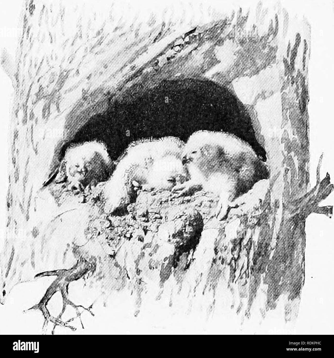 . L'American natural history : une base de connaissances utiles des animaux supérieurs de l'Amérique du Nord . L'histoire naturelle. Grand-duc d'Amérique. Avec "horns " mis en colère. 2 cailles, J'pinnated huppée, 1 pigeon, 1 rails, 1 canard sauvage, 1 l'épervier de Cooper et l'inconnu 2. Les mammifères marins trouvés étaient comme suit : 46 les souris et les rats, lapins et lièvres 32, 7 musaraignes, F&gt ; squir- rels, 3 suisses, 4 pocket-gaufres, les mouffettes, les belettes 2 1 et 1 bat. Au-delà de la question, le solde débiteur contre cet oiseau est lourd, et justifie sa destruction, où trouvé ; mais en même temps, il va à l'encontre de Banque D'Images