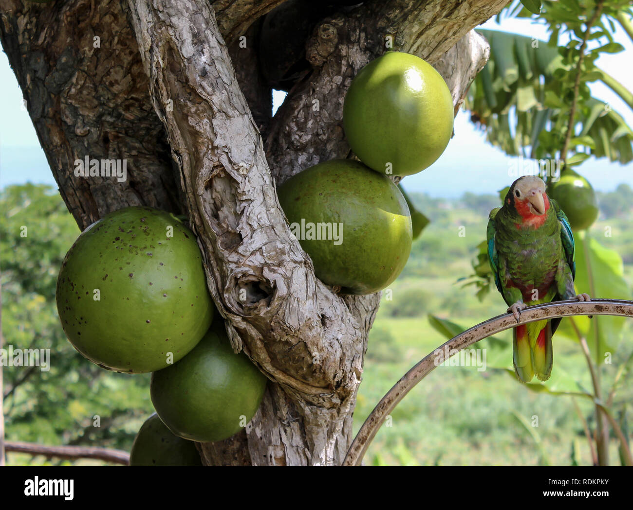 Parrot assis dans un papayer sur Cuba Banque D'Images