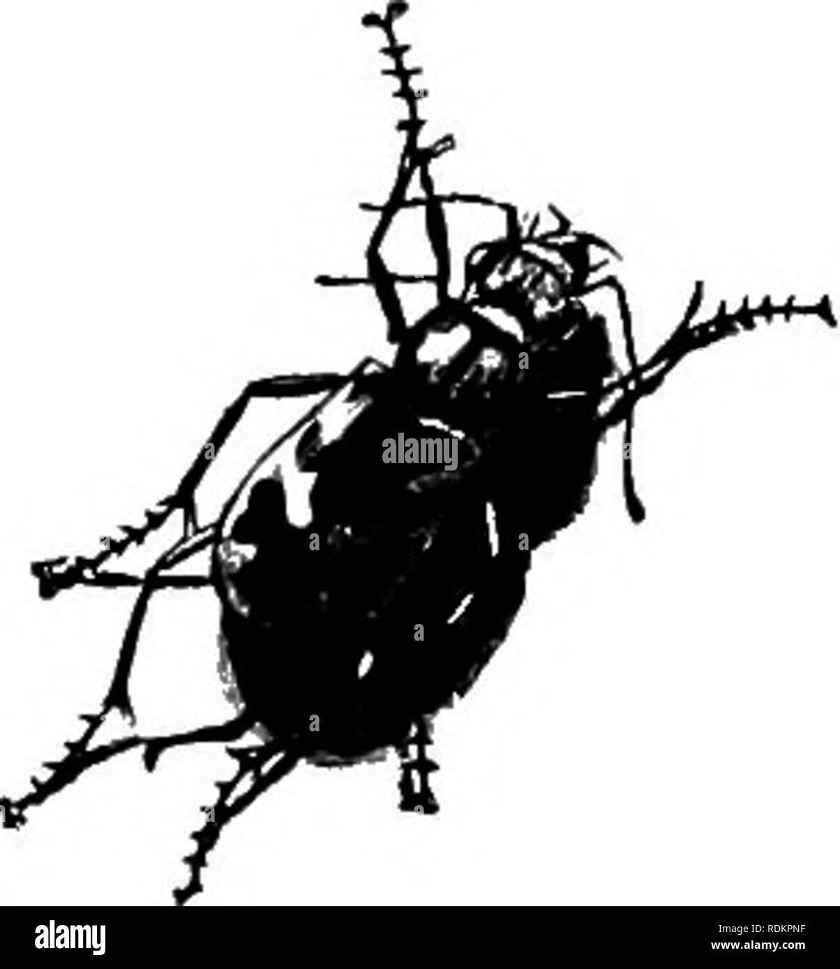 . Mon studio voisins. L'histoire naturelle. 68 MON STUDIO VOISINS être transfiguré-a-hued métallique brillant, clignotant peut-être avec l'or bronze étincelant ou comme une émeraude-la belle cicindela, ou tiger- beetle, connu de l'entomologiste le plus agile que parmi la tribu de coléoptères ailés ; connus de la population, peut-être, simplement comme un scintillement lumineux qui se délecte de mouche dans le bain somme- mer les sables du bord de la mer ou route de campagne poussiéreuse, faisant de sa courte portées de vol de l'étincelant pieds très de l'observateur. Si nous saisir l'un d'eux avec notre papillon-net il sera trouvé pour porter un Banque D'Images