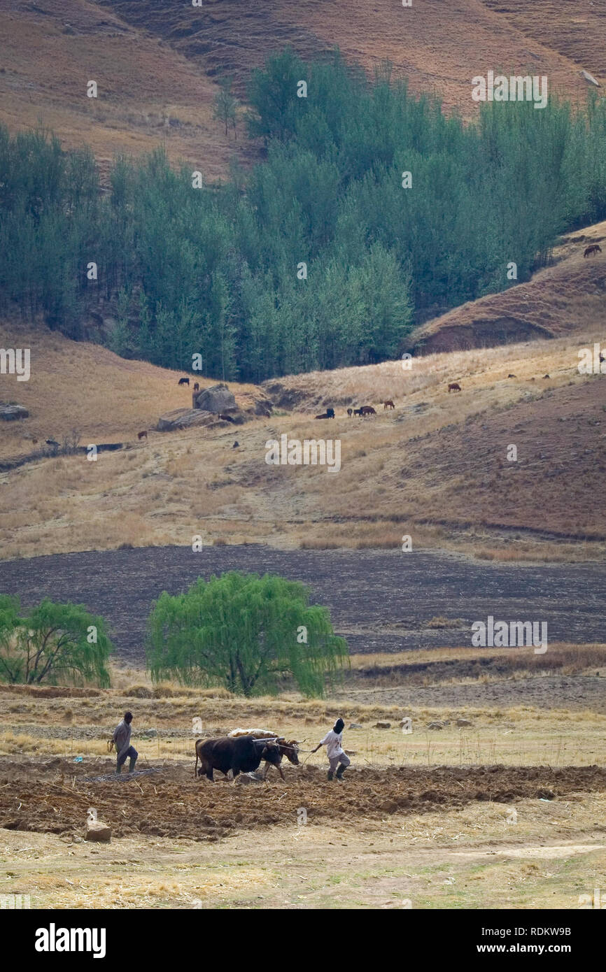Les agriculteurs labourer leurs champs avec des boeufs autant du travail agricole se fait sans machines modernes dans une zone rurale de Butha-Buthe, Lesotho. Banque D'Images