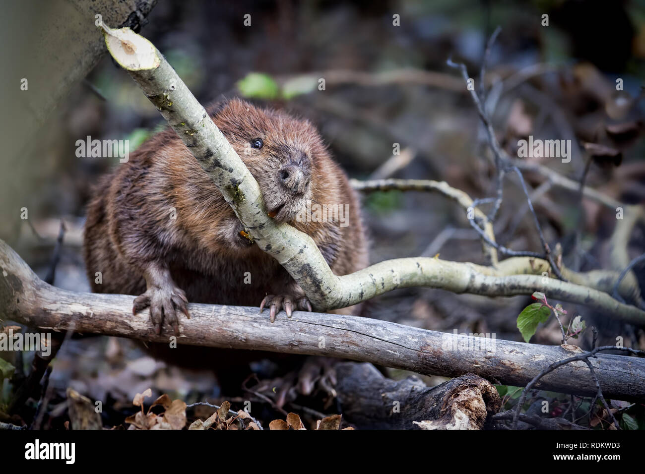 Castor du Canada, Castor canadensis, tire une succursale à son lodge dans le Parc National Denali et préserver en Alaska. Banque D'Images