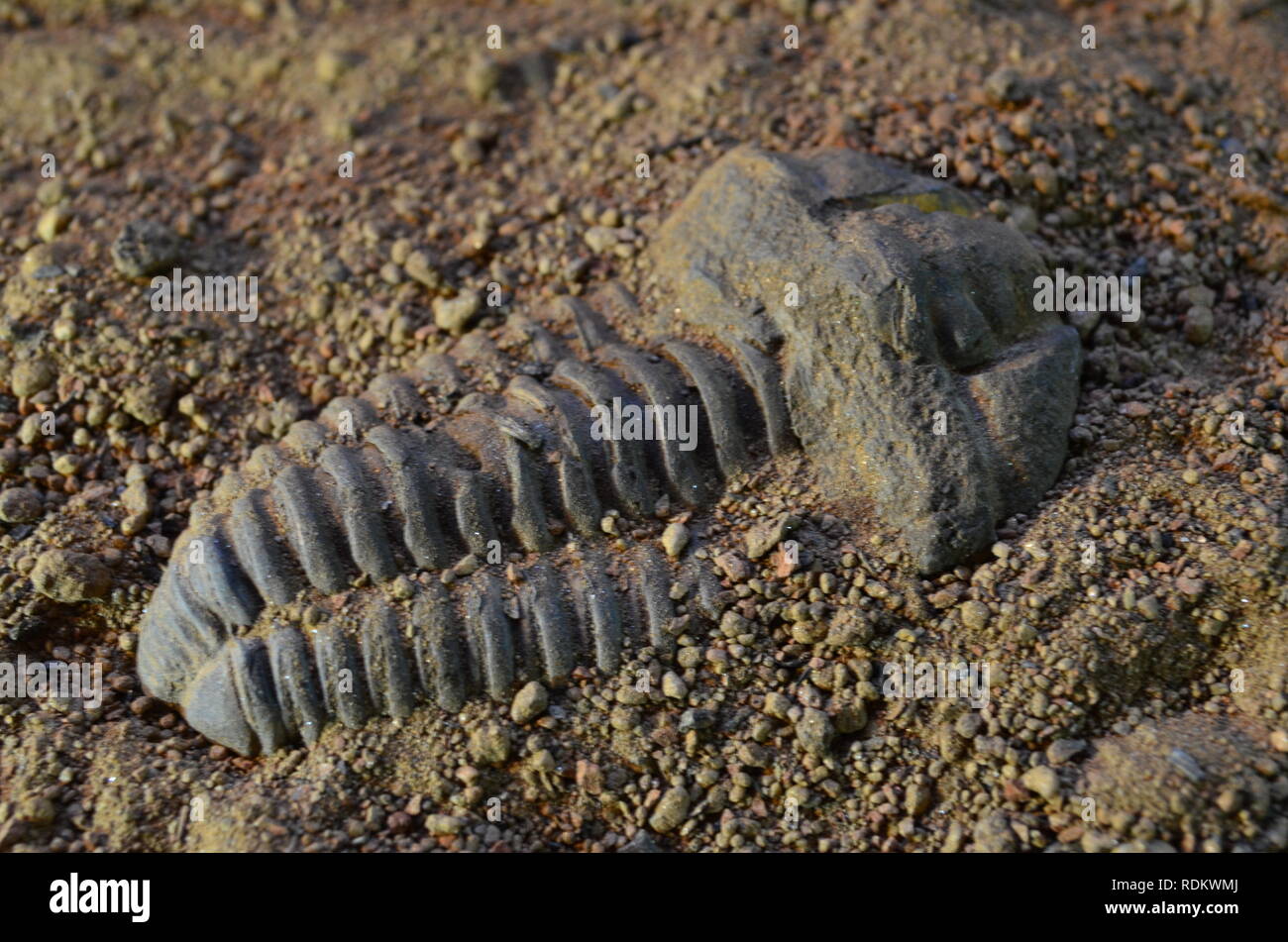 Fossiles de trilobites 5 Banque D'Images