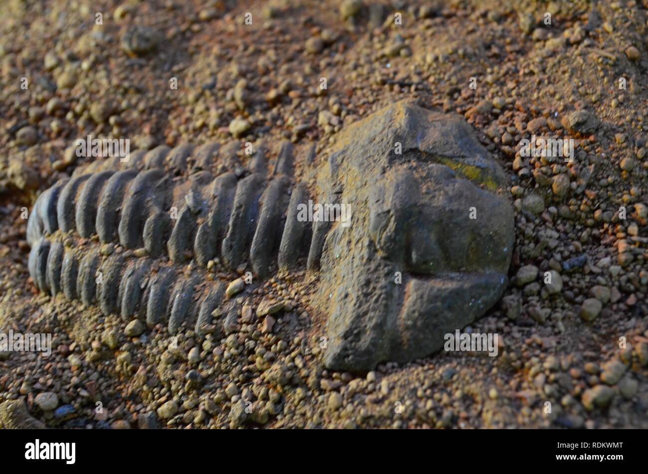 Fossiles de trilobites 3 Banque D'Images