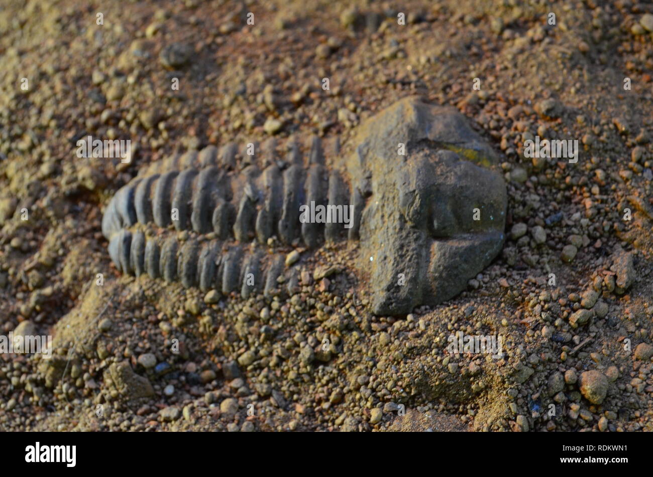 Fossiles de trilobites 2 Banque D'Images