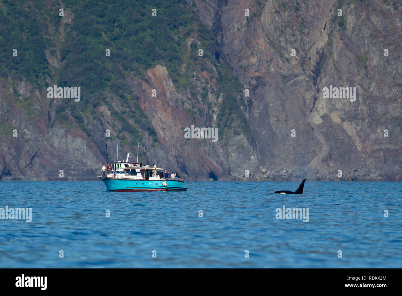 Un épaulard, ou orques, Orcinus orca, infractions près d'un bateau d'excursion dans la région de Kenai Fjords National Park, la majorité de ce qui est facilement accessible par bateau Banque D'Images