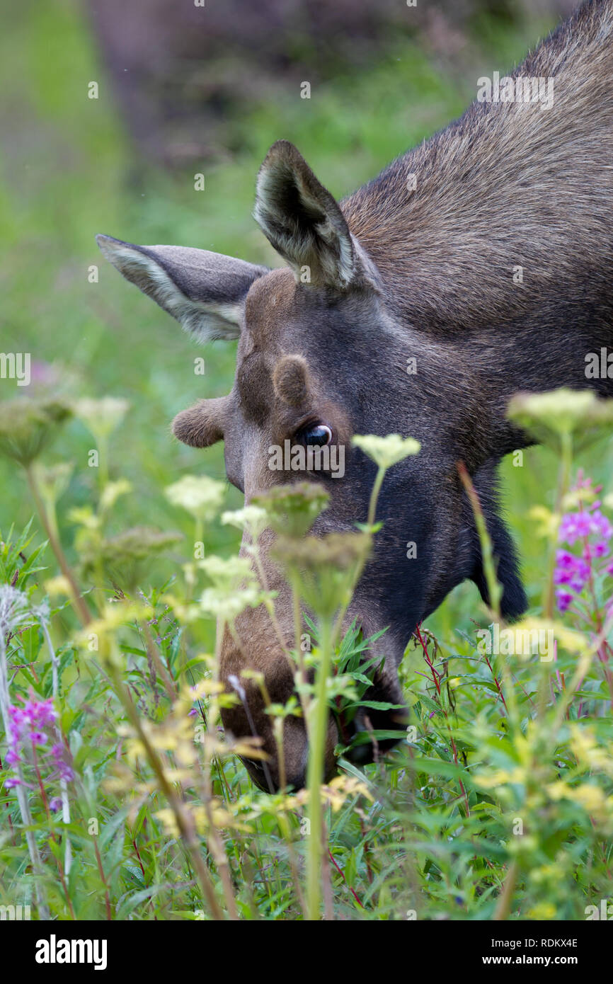 Un orignal femelle, Alces alces, paît parmi les fleurs violettes le long de la route dans la péninsule de Kenai, Alaska, USA. Banque D'Images