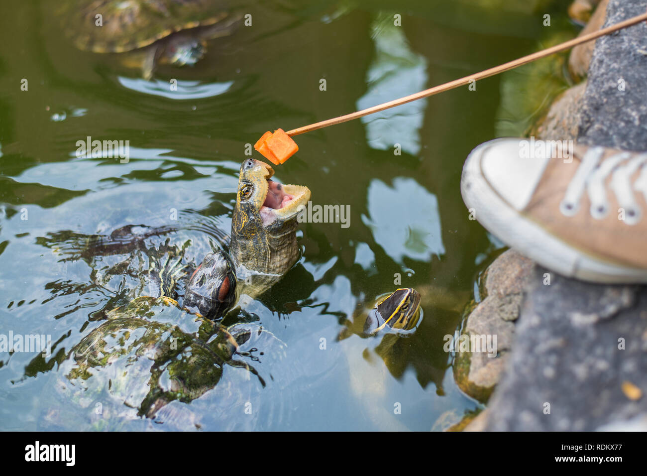 Bâtonnets de tortue la tête l'eau essayant d'attraper un morceau de papaye épinglée sur un long bâton en bois. Tortue d'alimentation Banque D'Images