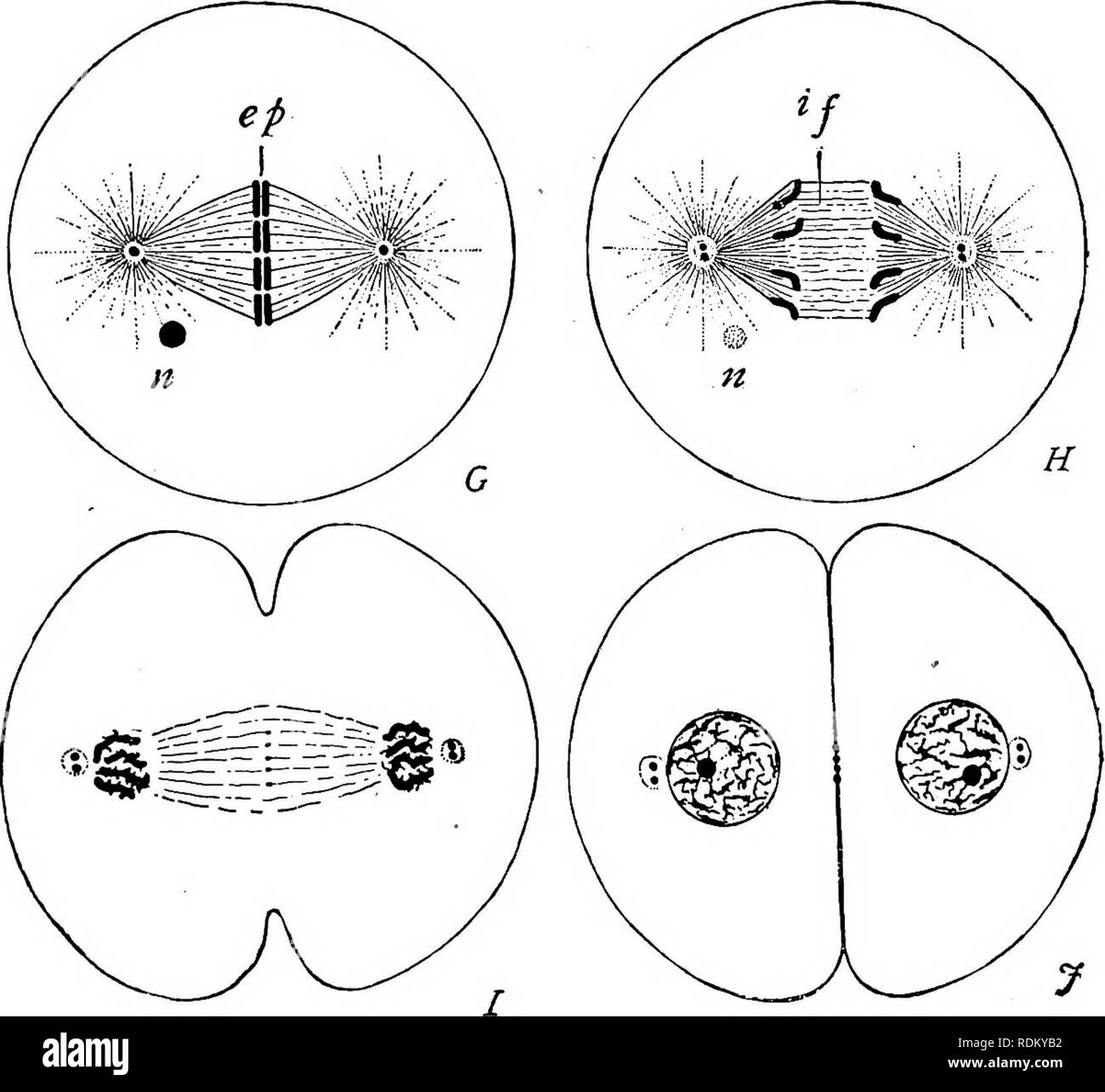 . L'histoire naturelle de Cambridge. Zoologie. La division nucléaire de 27 qui nous permet de regarder les changements dans la distribution des lignes en fonction de l'évolution des conditions ou le maintien de l'épreuve. Les chromosomes sont maintenant complètement divisé, chacun en ses deux fille-segments, qui glissent de l'autre (Fig. 7, G-, ep), et passer chaque à son propre pôle de l'axe, s'arrêtant juste avant la. La Fio 7 -Réalisation de cellules mitotiques-division. Q, le fractionnement de plaque équatoriale [ep) ; H, fille de récession ; les chromosomes I, J, reconstitution de ces noyaux dans de nouvelles, la fission des centrioles et du cytoplasme, si, fib Central Banque D'Images