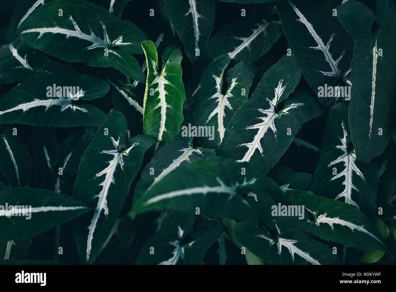 Les feuilles d'une plante tropicale, libre, tonique. La nature de fond vert foncé Banque D'Images