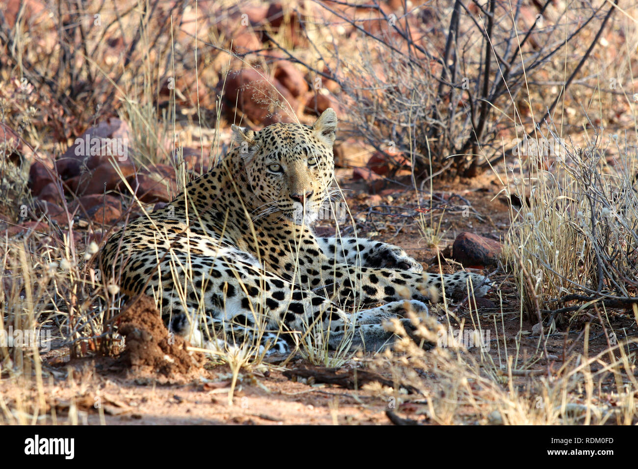 Leopard - Namibie Etosha Pan Afrique Banque D'Images