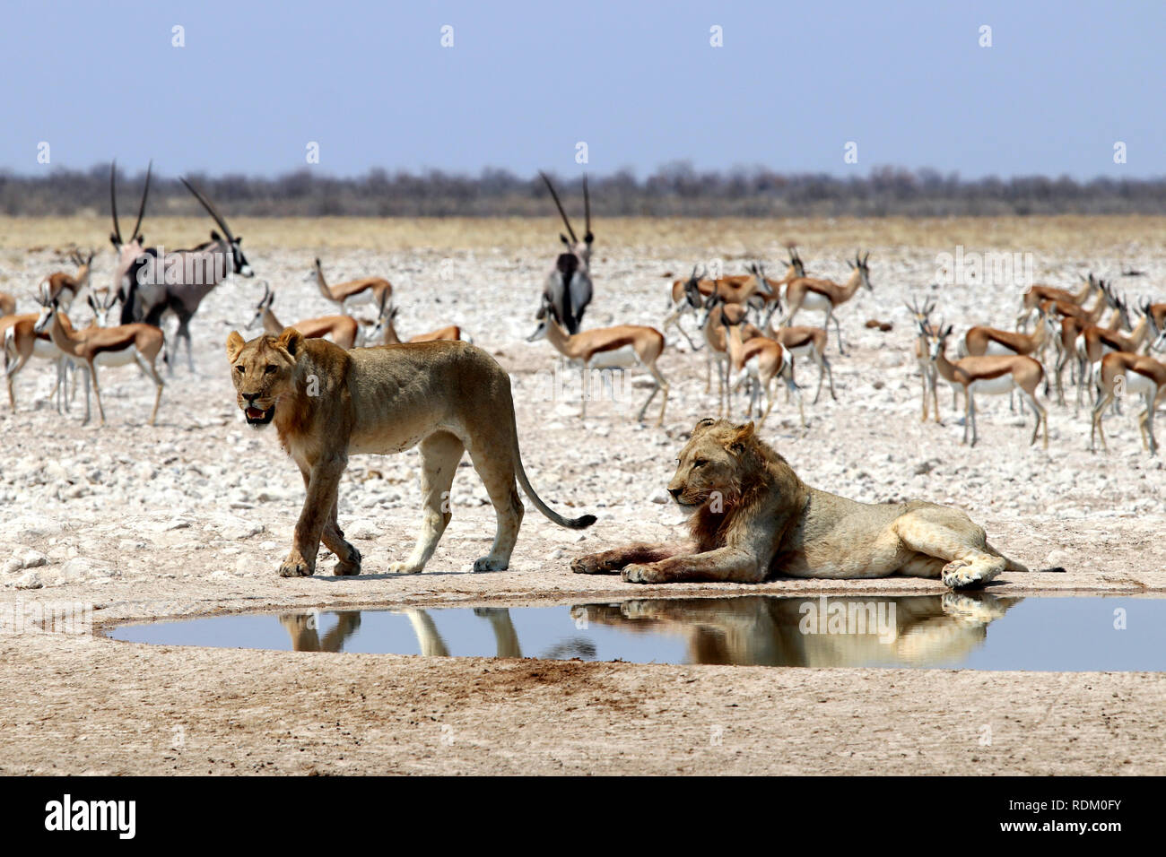 Lions au trou d'eau - Namibie Etosha Pan Afrique Banque D'Images