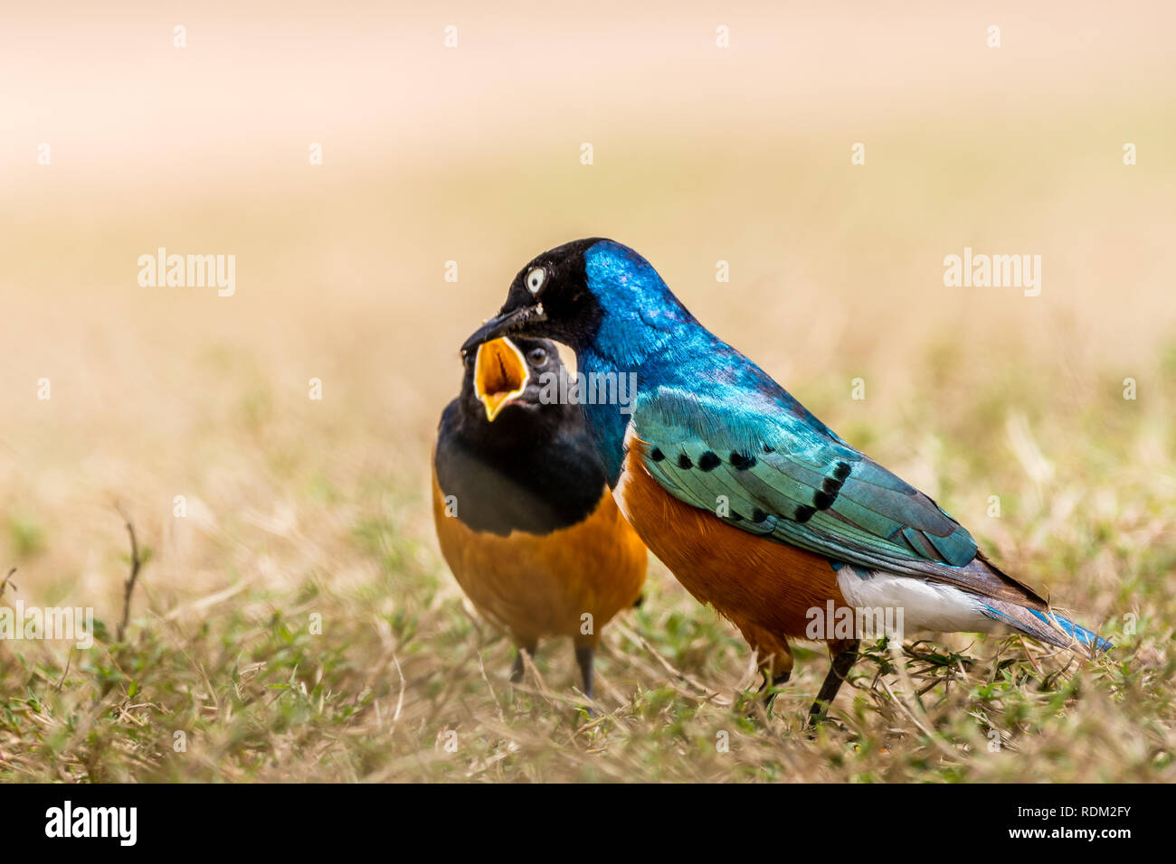 Cette superbe image de Starling oiseaux est prise à Masai Mara au Kenya. Banque D'Images Cette superbe image de Starling oiseaux est prise à Masai Mara au Kenya. Banque D'Images