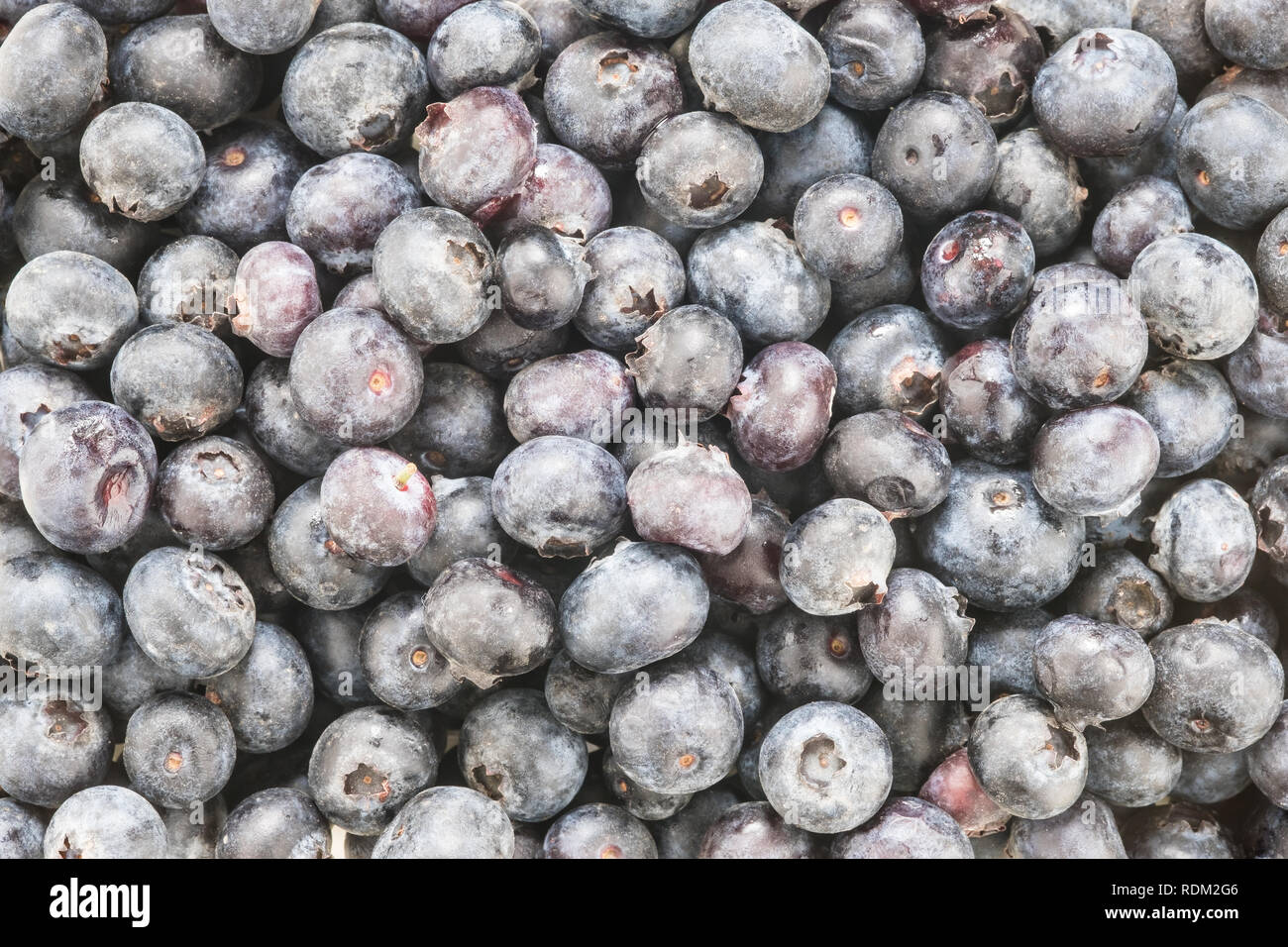 Full Frame shot de bleuets Banque D'Images