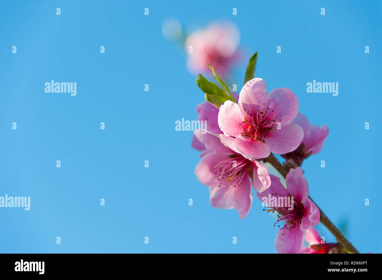 Peach Tree dans fleur pleine. Arbre en fleur au printemps Banque D'Images