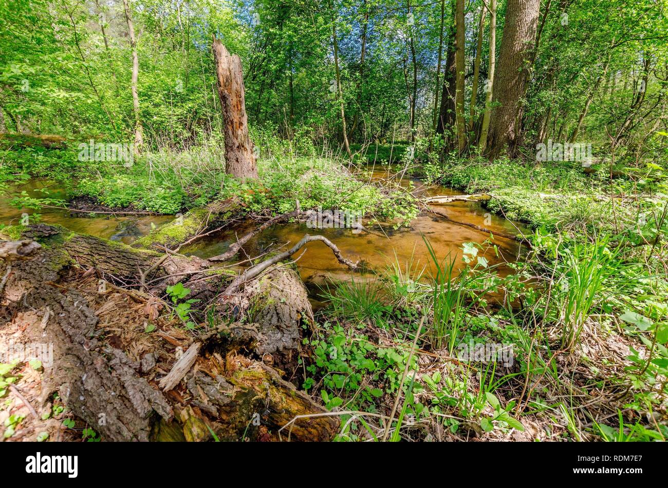 Stream dans le bois. La frontière historique entre la Principauté de Warmie et Mazurie prussien région. Banque D'Images