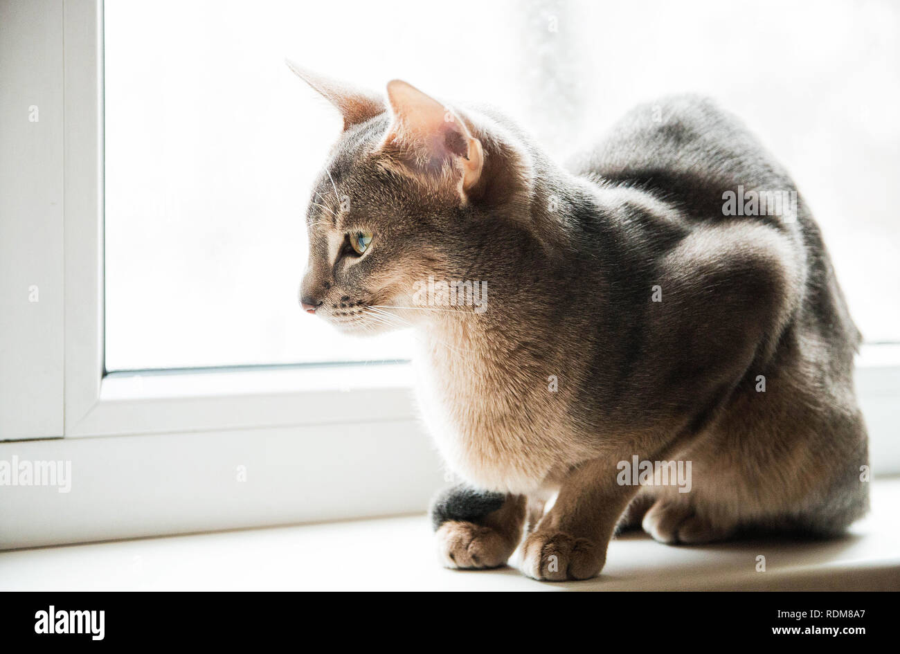 Chat abyssin assis sur la fenêtre dans la journée, selective focus. Banque D'Images