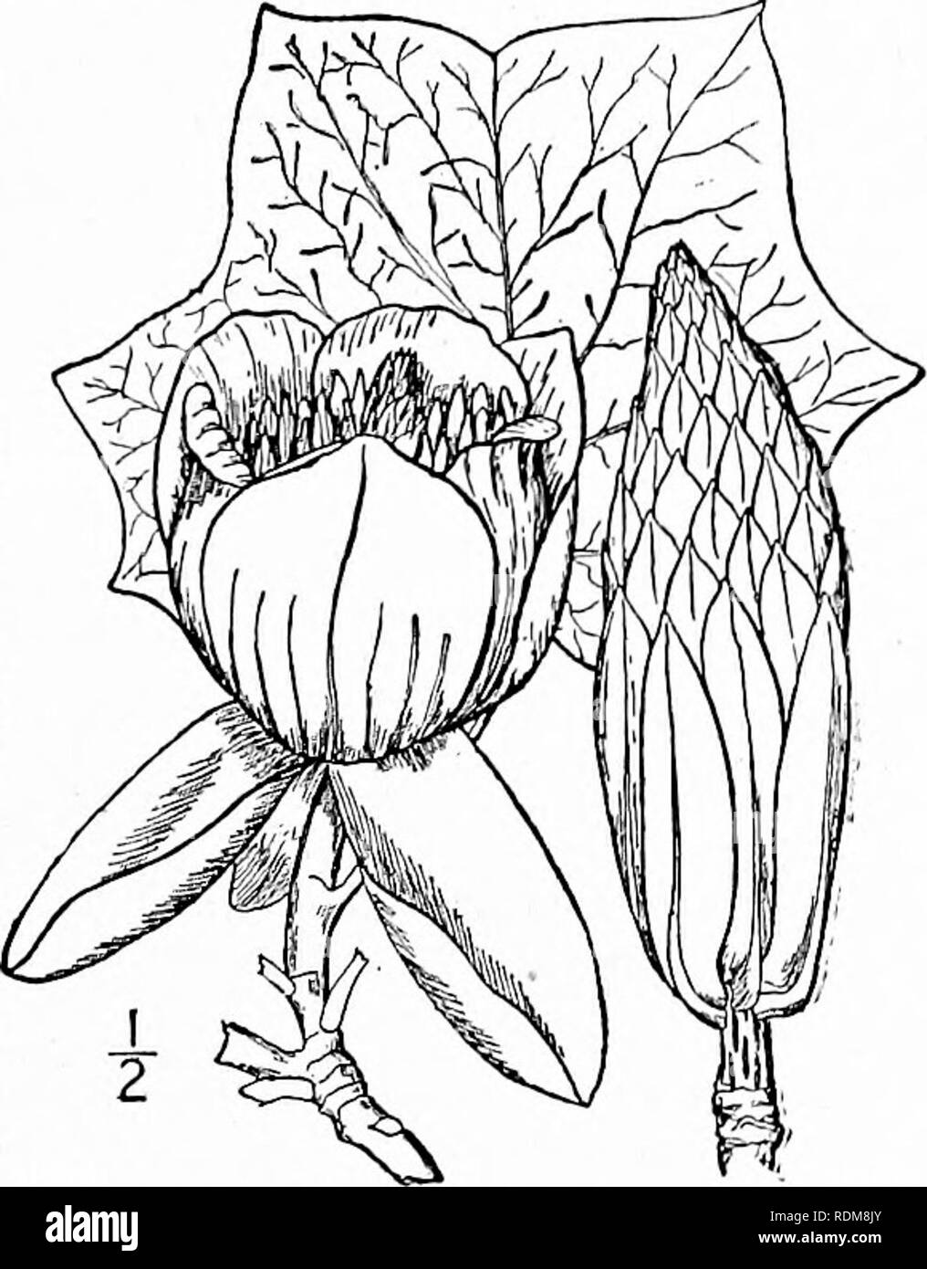 . Une flore illustrée du nord des États-Unis, le Canada et les possessions britanniques, de Terre-Neuve jusqu'au parallèle de la limite sud de la Virginie et de l'océan Atlantique à l'ouest jusqu'à la 102d méridien. La botanique, la botanique. Genre 2. La famille de magnolia. 83. 2. Lonicera L. sp. PI. 535- i753- un grand arbre de la forêt. Feuilles alternes, tronquer ou eniarginate largement, 4-6-lobées ou rarement ensemble sur le pétiole, recourbé dans le comprimé latéralement les bourgeons obtus. Des stipules à la base. Fleurs grandes, légèrement parfumé. Sépales 3, pétaloïdes, réfléchis. Pétales 6, connivent. Les anthères, linéaire Banque D'Images