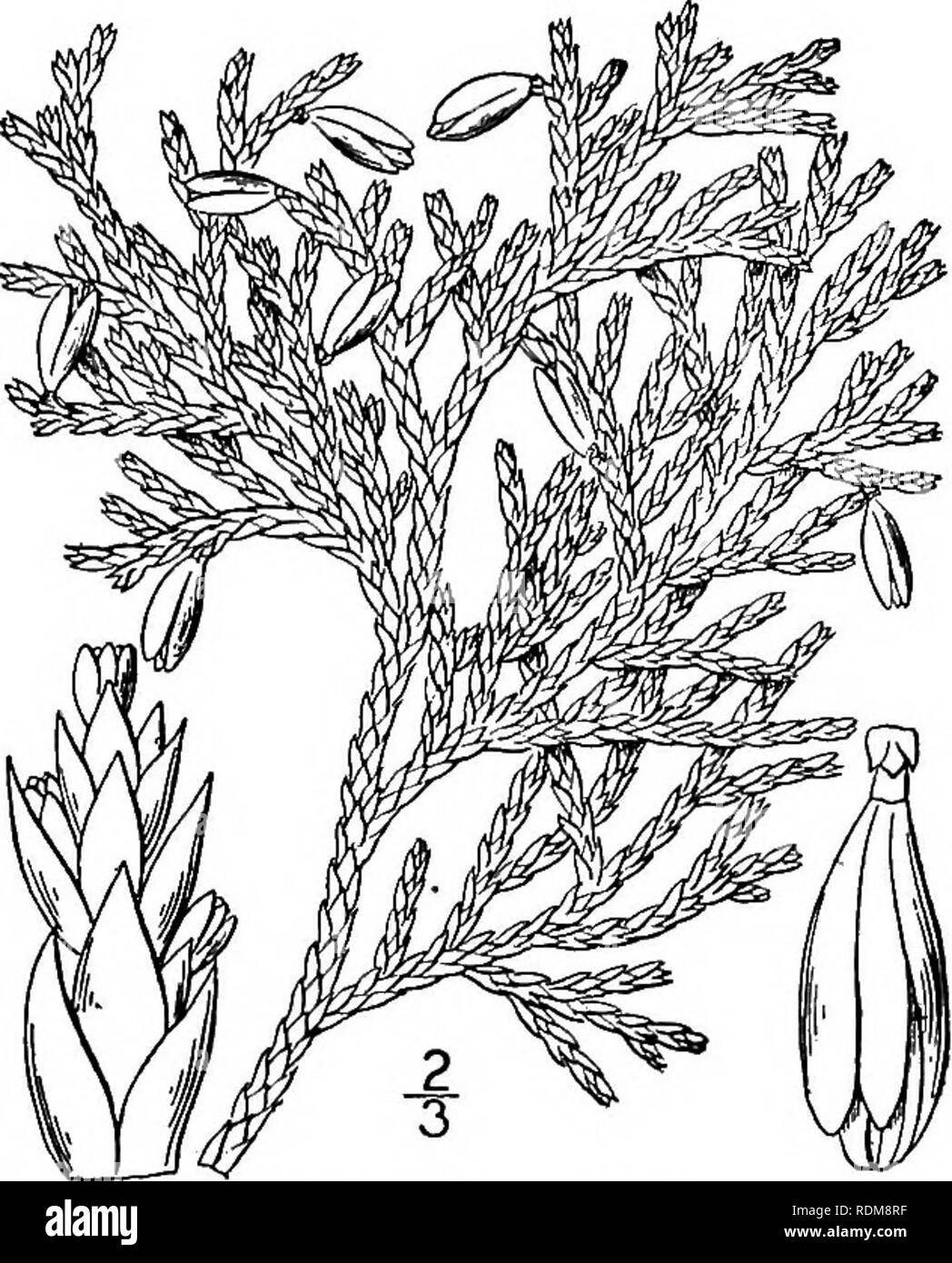 . Une flore illustrée du nord des États-Unis, le Canada et les possessions britanniques, de Terre-Neuve jusqu'au parallèle de la limite sud de la Virginie et de l'océan Atlantique à l'ouest jusqu'à la 102d méridien. La botanique, la botanique. Genre 7. Famille de pins, les conifères. 65. i. Thuja occidentalis L. cèdre blanc. Arbor Vitae. Fig. 152. Thuja occidentalis L. sp. PI. 1002. 1753. Un arbre conique, atteignant une hauteur de 70° et un diamètre du tronc de 50, la vieille écorce- decidu en haillons. Comme les feuilles à l'échelle de l'ultime rameaux presque orbiculaire, obtus, l"-ii" large, les deux lat Banque D'Images