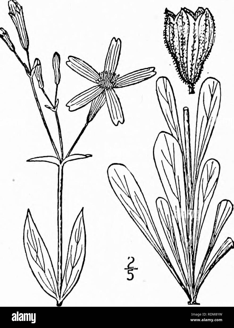 . Une flore illustrée du nord des États-Unis, le Canada et les possessions britanniques, de Terre-Neuve jusqu'au parallèle de la limite sud de la Virginie et de l'océan Atlantique à l'ouest jusqu'à la 102d méridien. La botanique, la botanique. Cucubalus Behen L. sp. PI. 414. 1753. Pas Silene cucubalus Behen L. latifolius Mill. Gard. Régime alimentaire. Ed. 8, no. 2. 1768. Behen vulgaris Moench, Meth. 709. 1794. S. vulgaris Garcke, Fl. Deutsch. Ed. 9, 64. 1869, Silene inflata J. E. Smith, Fl. Brit. 2 : 292. 1800. 5'. latifolia Britten &AMP ; Rendle, liste Brit. Seed-Plants 5. 1907. Plante vivace, créée à partir de la base, g Banque D'Images