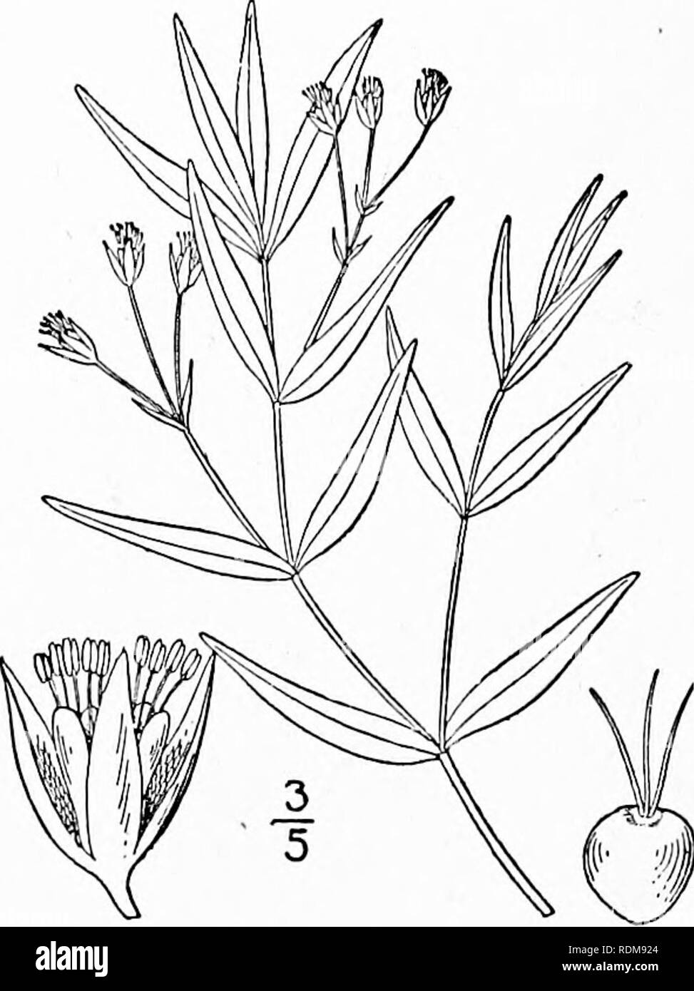 . Une flore illustrée du nord des États-Unis, le Canada et les possessions britanniques, de Terre-Neuve jusqu'au parallèle de la limite sud de la Virginie et de l'océan Atlantique à l'ouest jusqu'à la 102d méridien. La botanique, la botanique. S8 ALSINACEAE. Vol. II.. 2. Moehringia macrophylla (Hook.) Torr. Moehringia à grandes feuilles ou Sandwort. Fig. 1792. Arenaria macrophylla crochet. Fl. Bor. Je suis : 102 pi.. 37. 1830. Moehringia macrophylla Torr. Bot. Wilkes' Exp. 246. 1874- tiges décombantes, puberulent, généralement ramifiée, 6'- 15' de long. Feuilles lancéolées, aiguës ou acuminées (rarement) obtusish au sommet, Banque D'Images