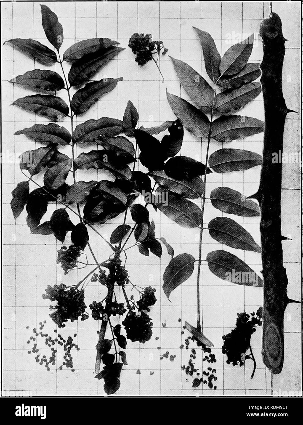 . Manuel de l'arbres des états du nord et le Canada à l'Est des Rocheuses, photo-descriptif . Les arbres. PRICKLY ASH. Mal de dent arbre. Xaiithoxijhim IIcrcuVts^ Clava-L.. Fig. 346. Avec les feuilles et rameaux de grappes de fruits, j'ai dispersé ; gélules vides et les graines, 2 rameaux ; aiguillons de roulement en hiver, 3. Ils ne sont pas tous les aiguillons de l'ours la première saison. 347. Trunk, de feuilles et de petites lignes prostré à la base. Vallée de la rivière Rouge, de l'Arkansas :. 348. Structvire bois amplifiée 15 diamètres.. Veuillez noter que ces images sont extraites de la page numérisée des images qui peuvent avoir été chiffres Banque D'Images