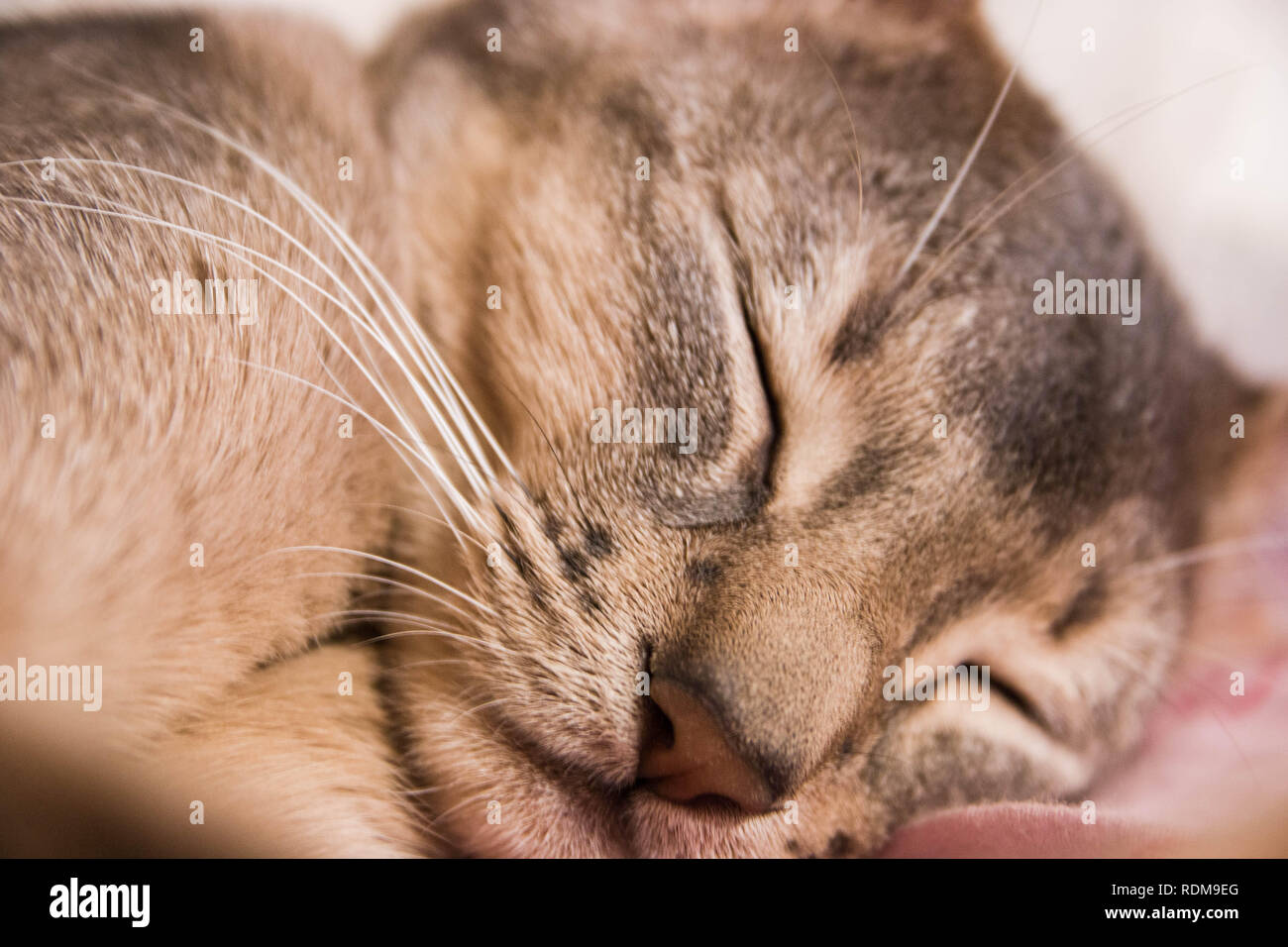 Le visage endormi d'un mignon petit chat abyssin, selective focus. Banque D'Images