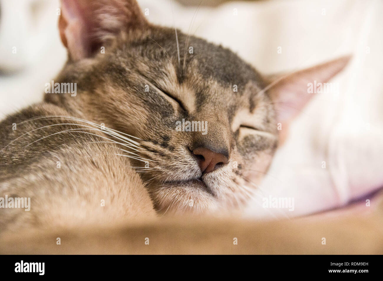 Le visage endormi d'un mignon petit chat abyssin, selective focus. Banque D'Images