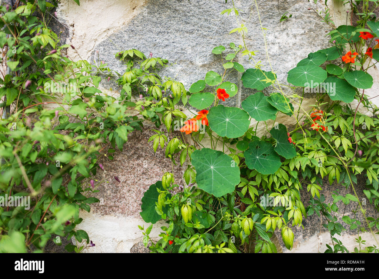 Les plantes qui poussent par wall Banque D'Images Les plantes qui poussent par wall Banque D'Images
