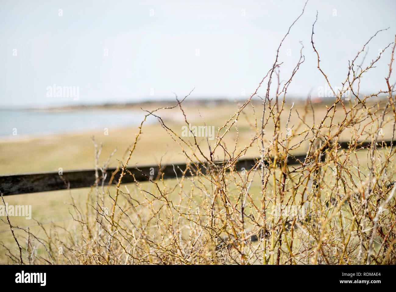 Les brindilles d'épines Banque D'Images