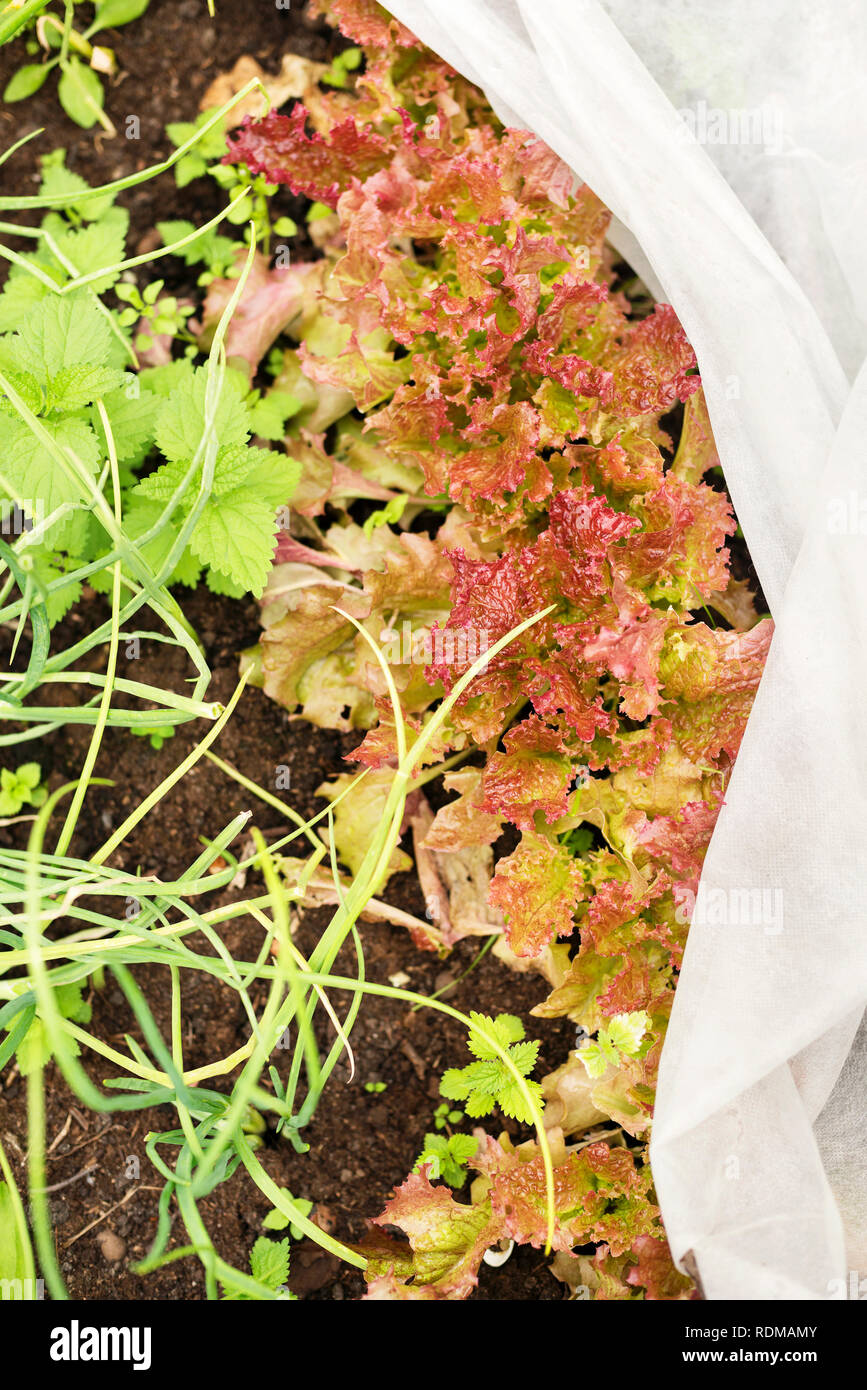 Laitue rouge Banque D'Images